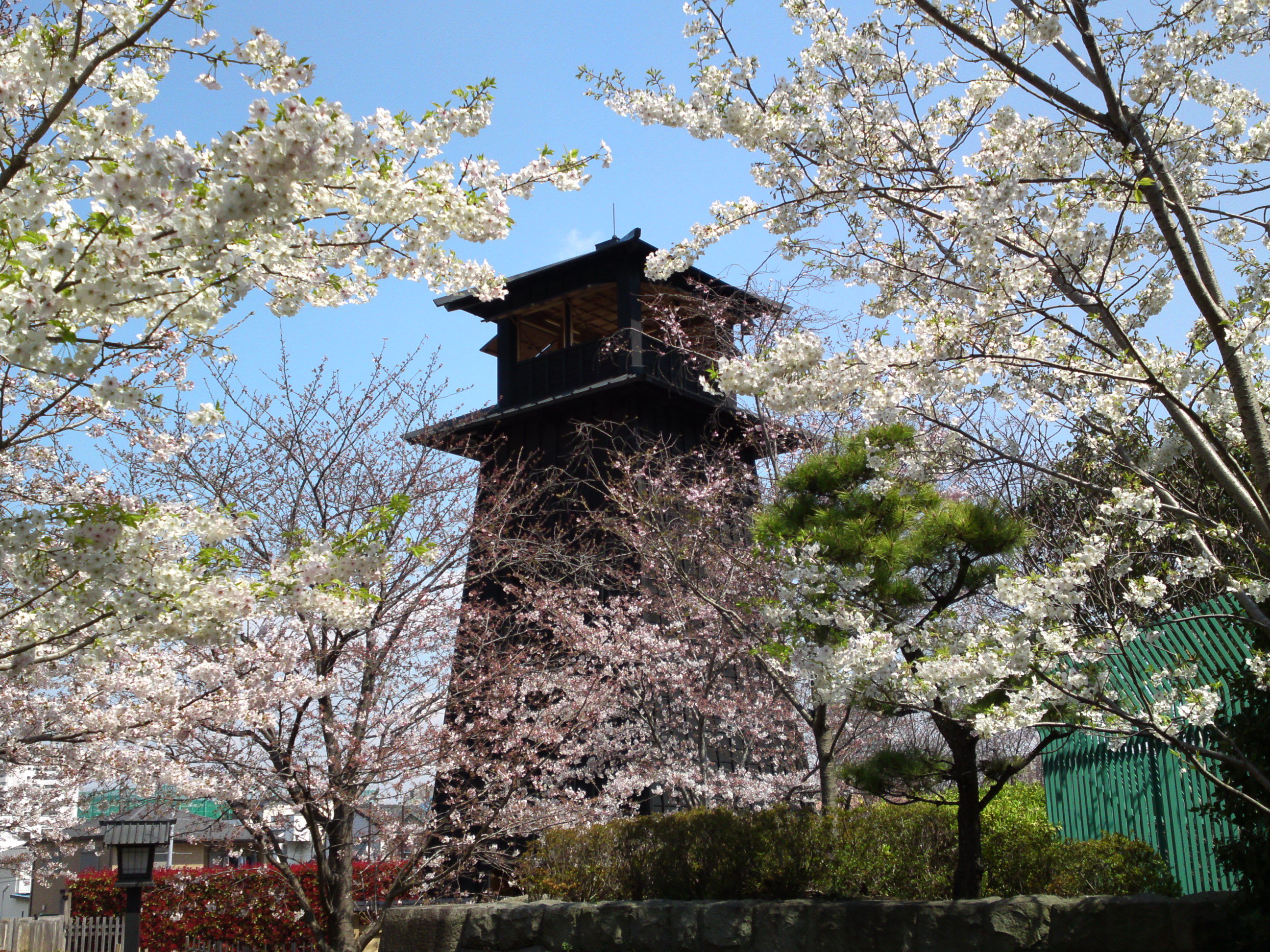 2017年春火の見櫓と新川千本桜１７