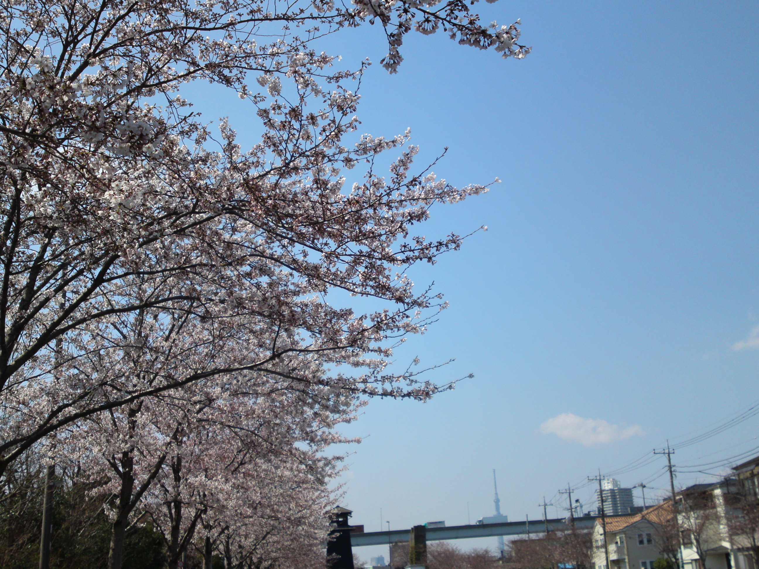 2017年春新川千本桜の風景写真２