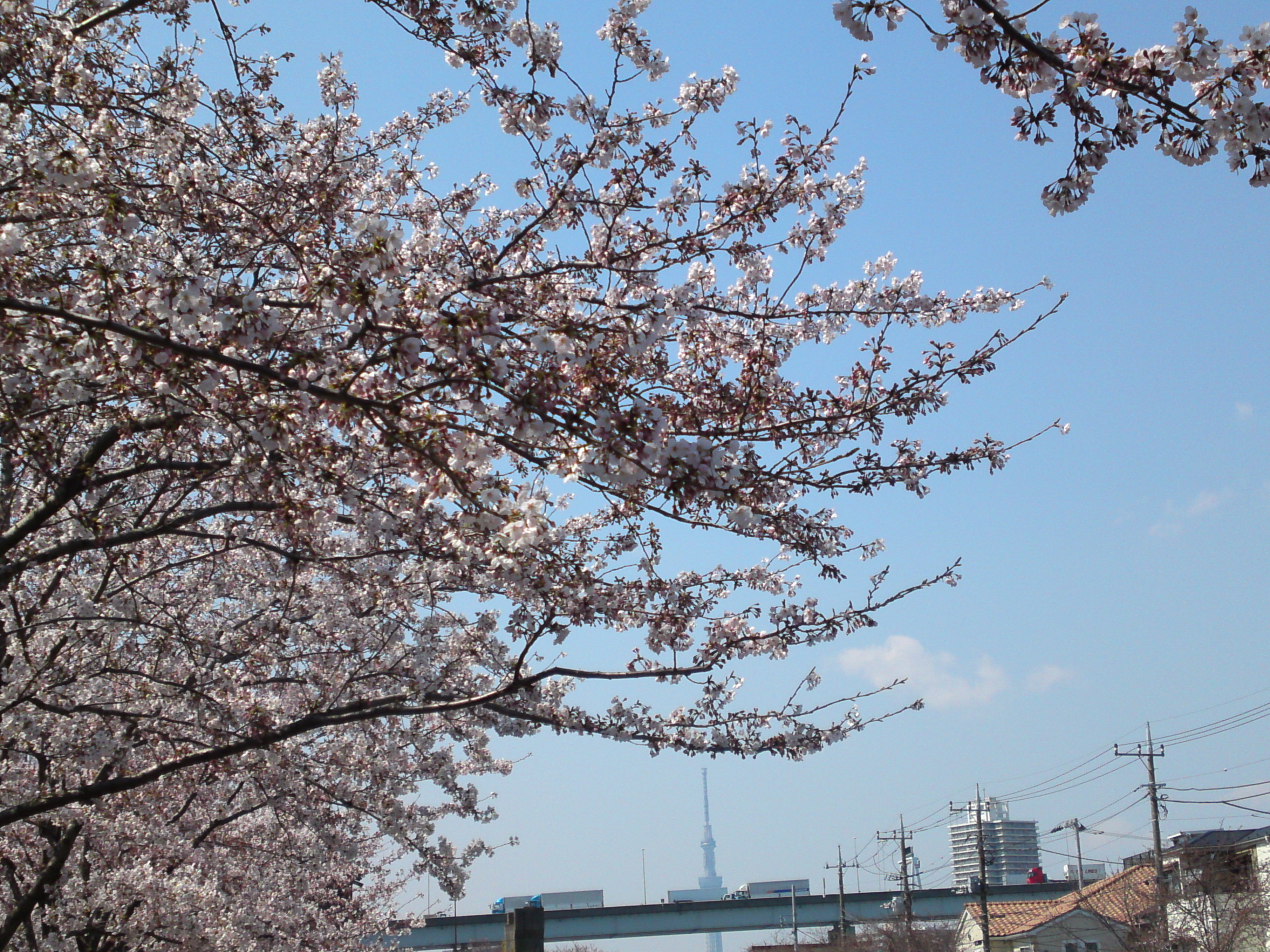 2017年春新川千本桜の風景写真４