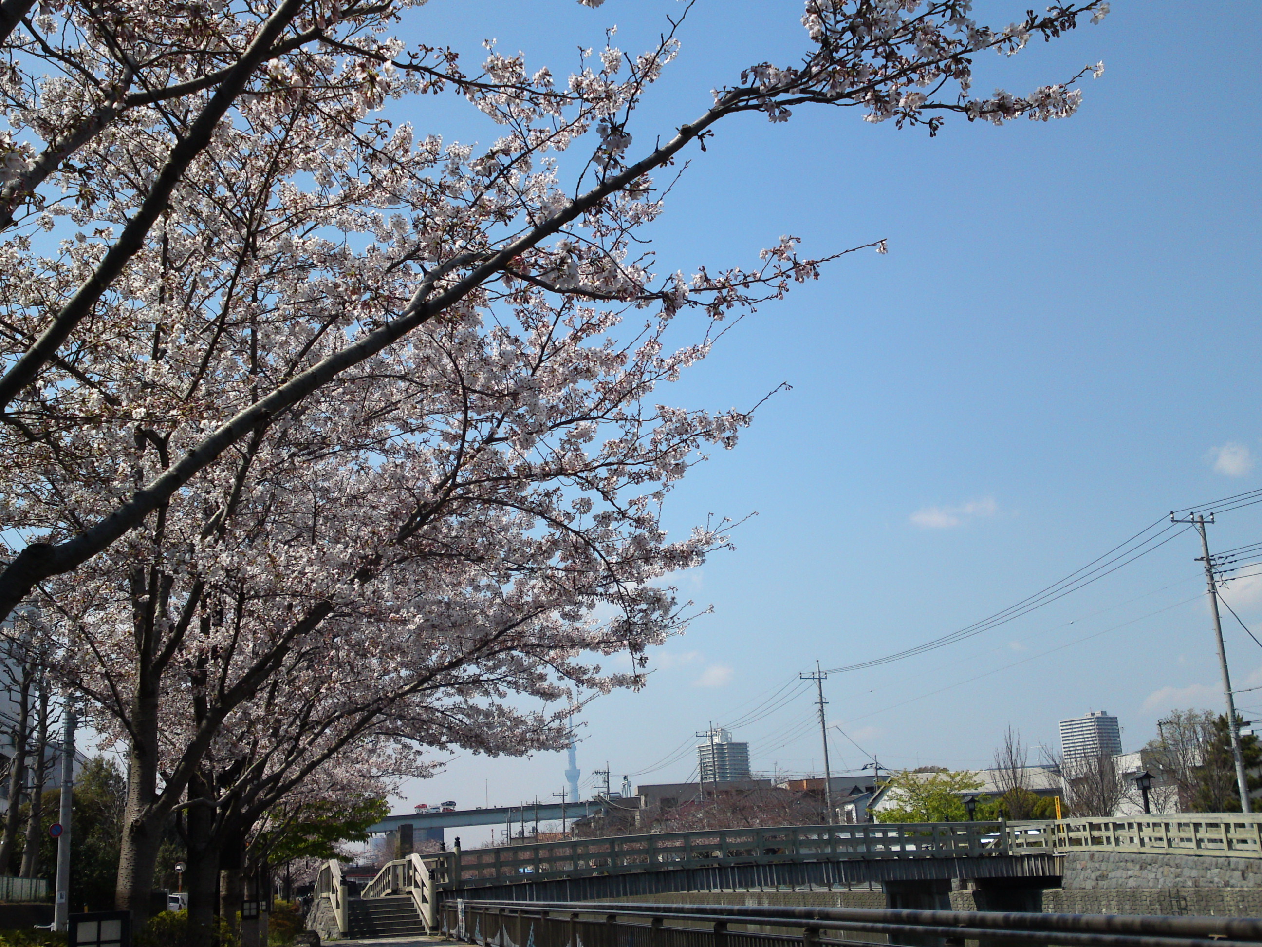 2017年春新川千本桜の風景写真５