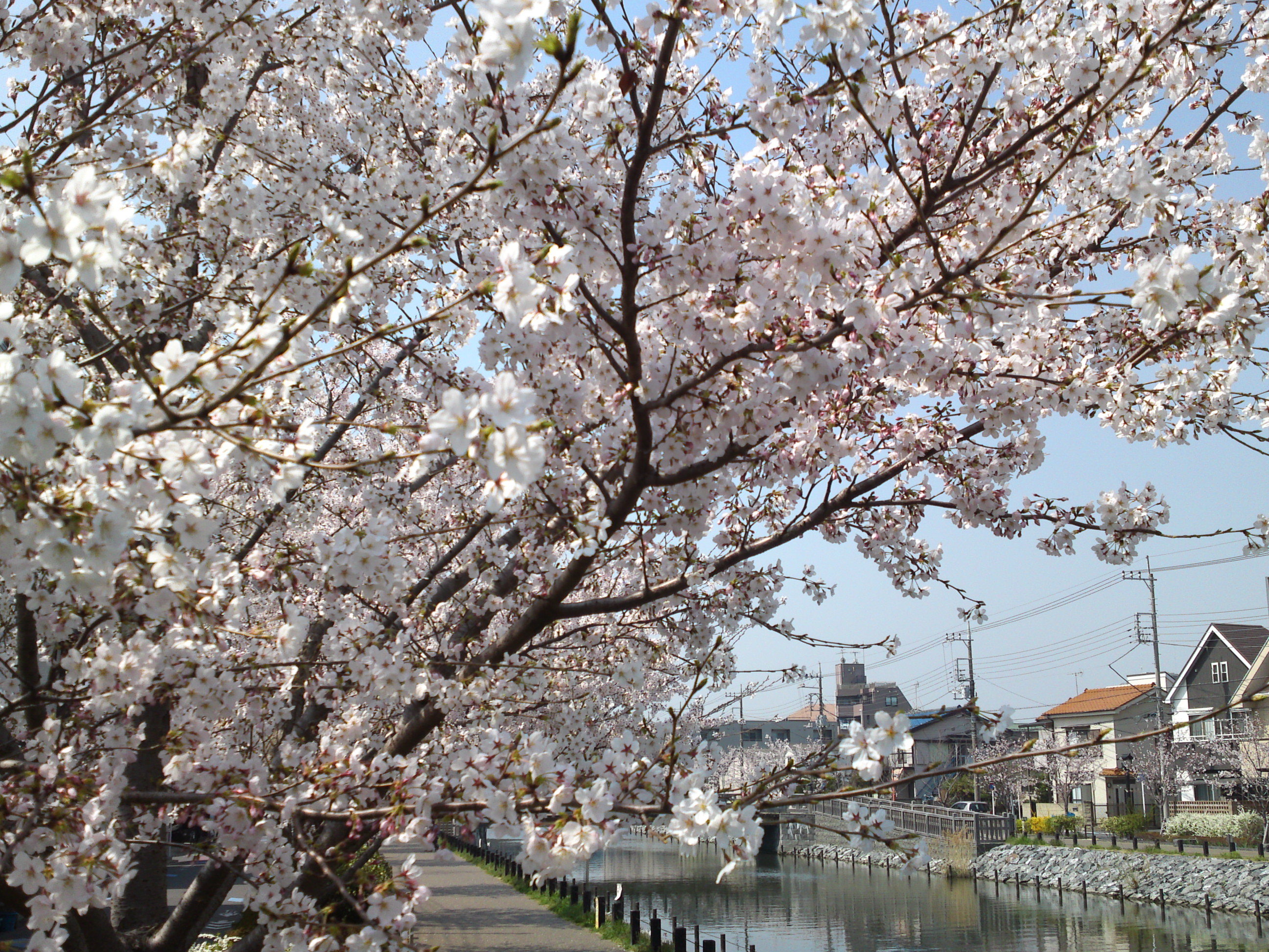 2018年春新川千本桜の風景写真１