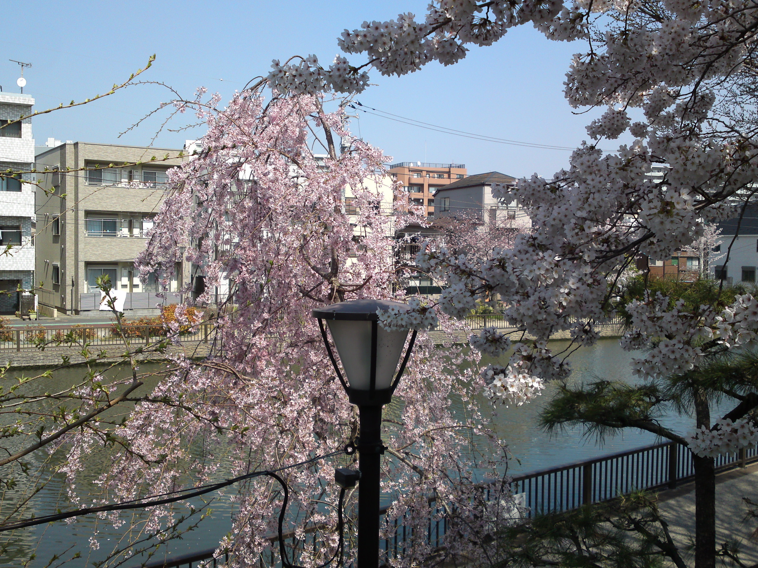 2018年春新川千本桜の風景写真３