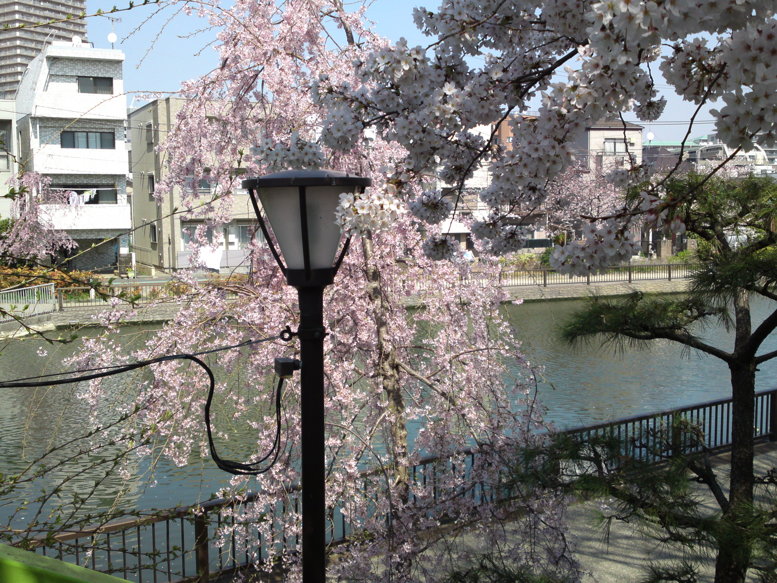 2018年春新川千本桜の風景写真４