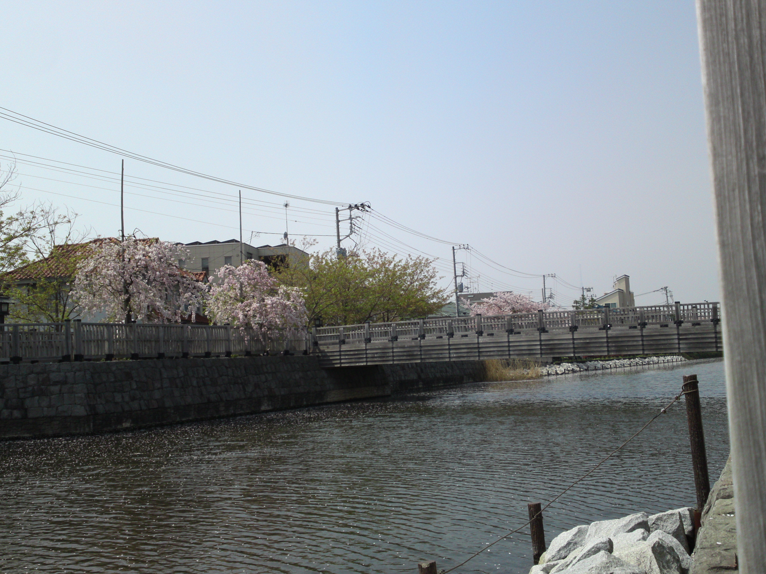 2018年春新川に咲くしだれ桜３