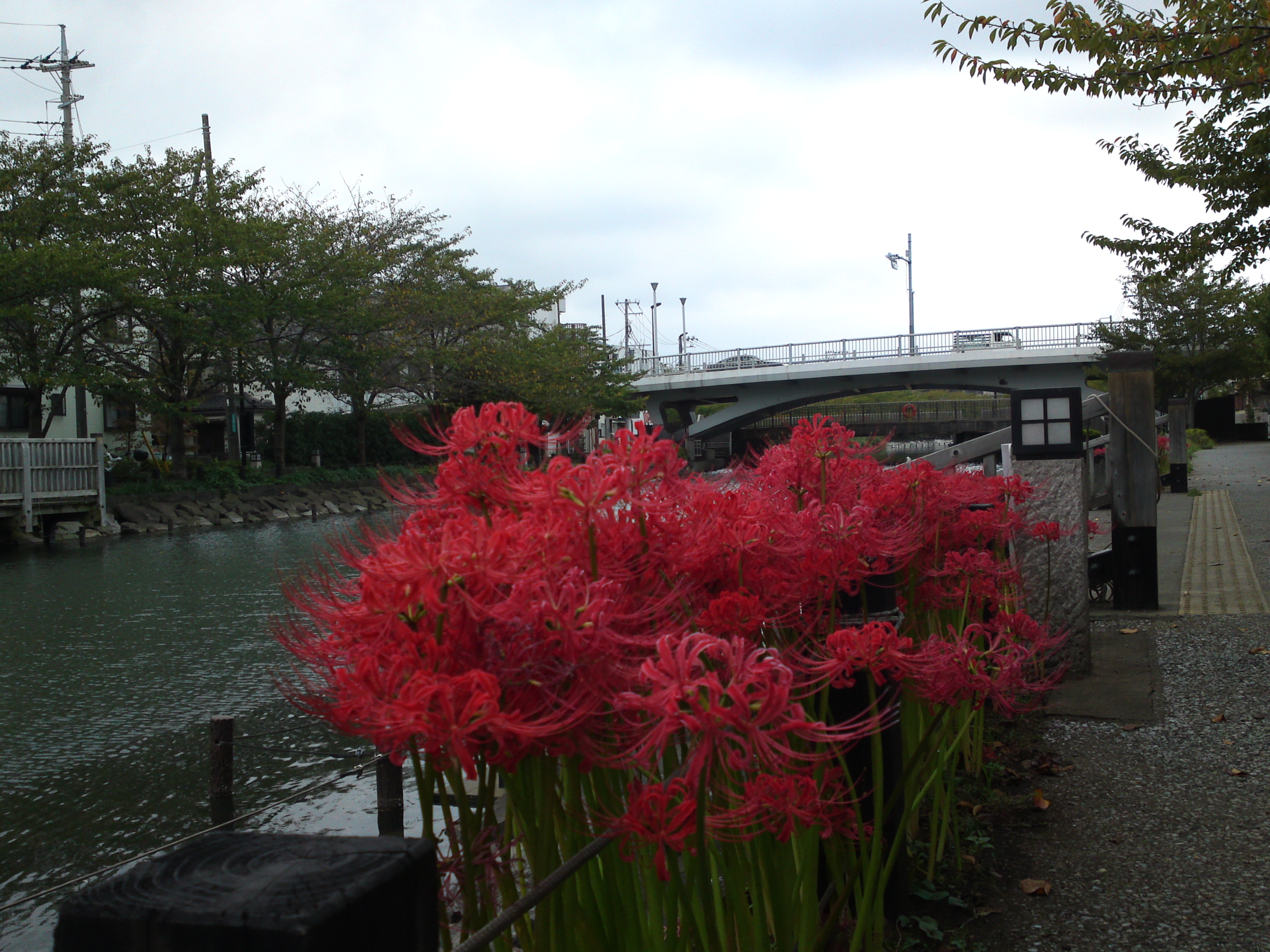 2018年秋新川に咲く曼珠沙華の花々２