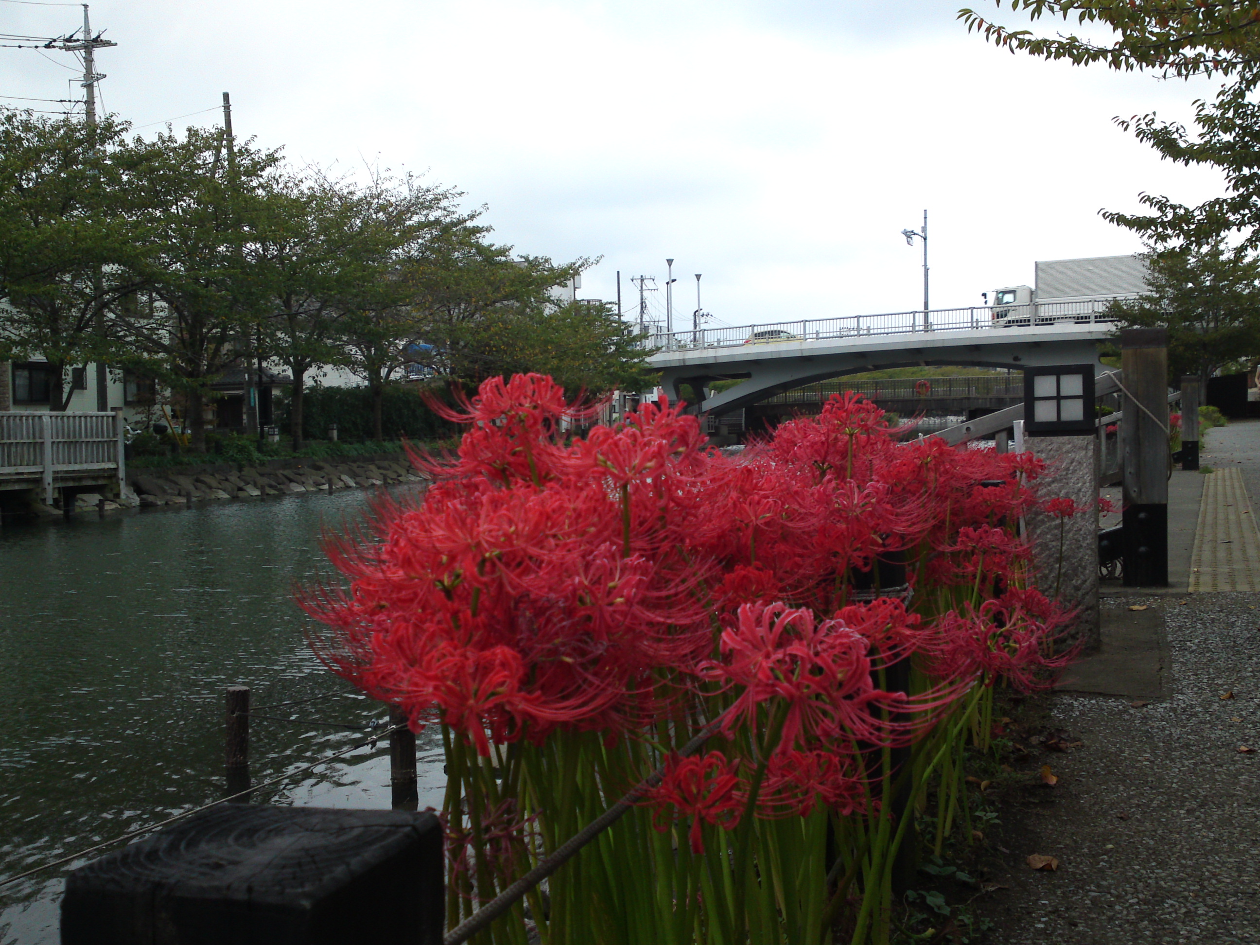 2018年秋新川に咲く曼珠沙華の花々３