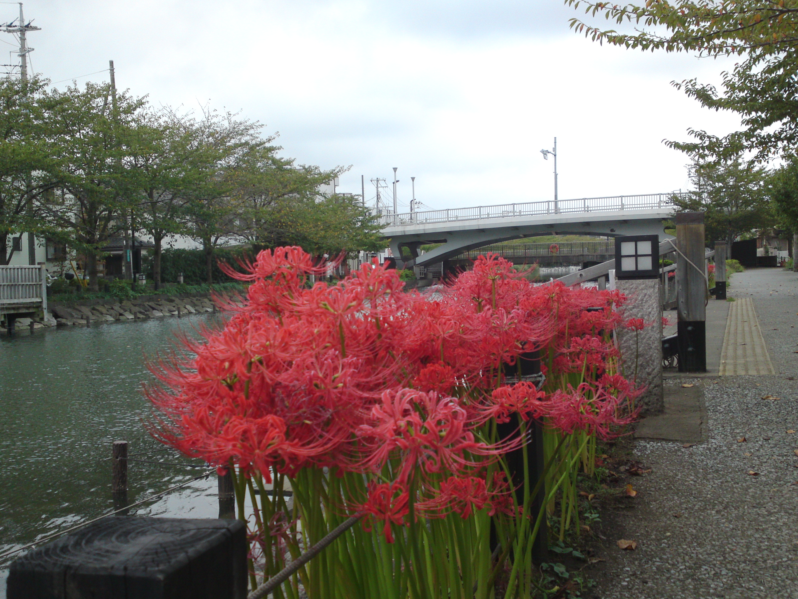 2018年秋新川に咲く曼珠沙華の花々４