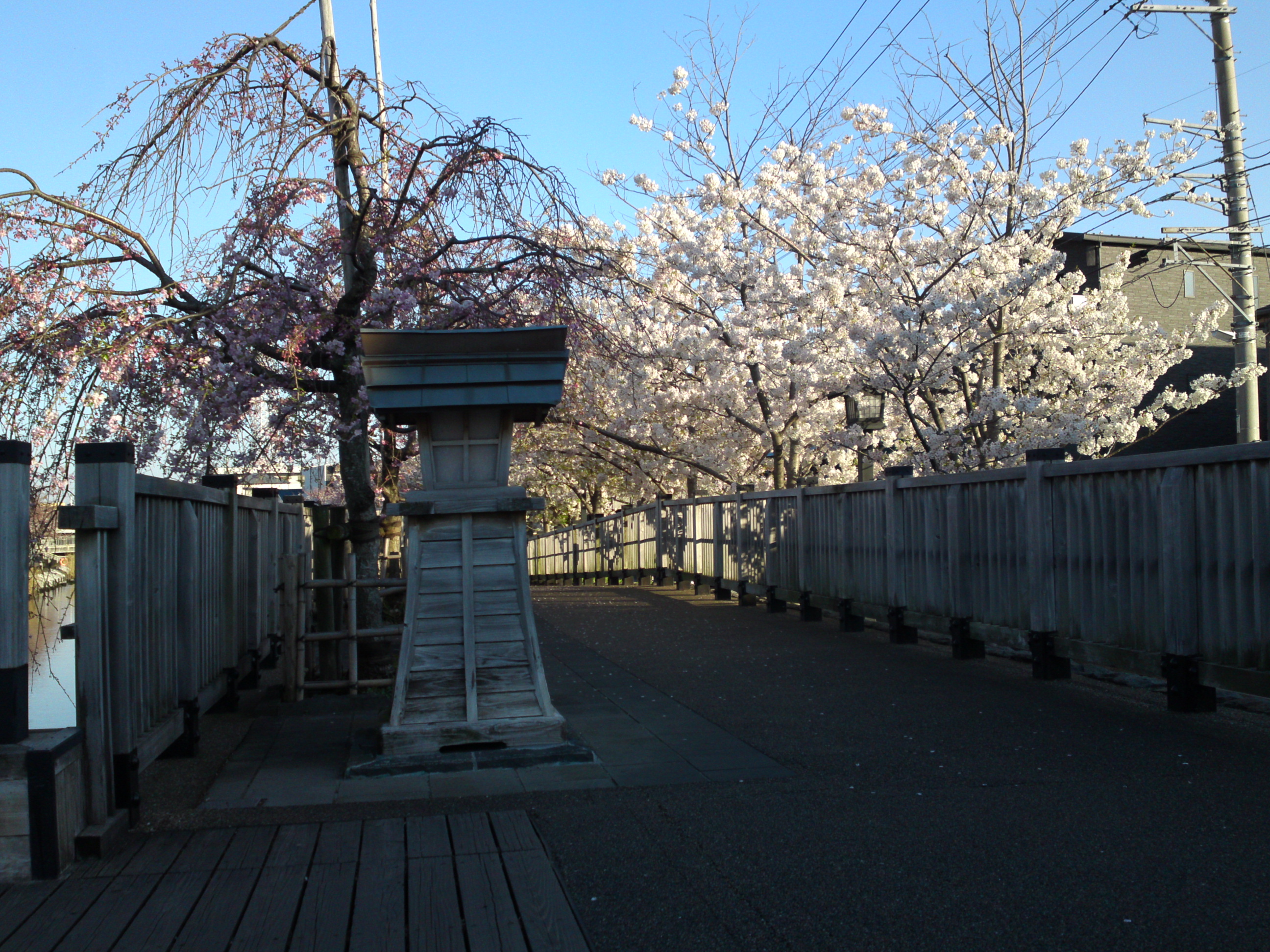 2019年春新川千本桜の風景１