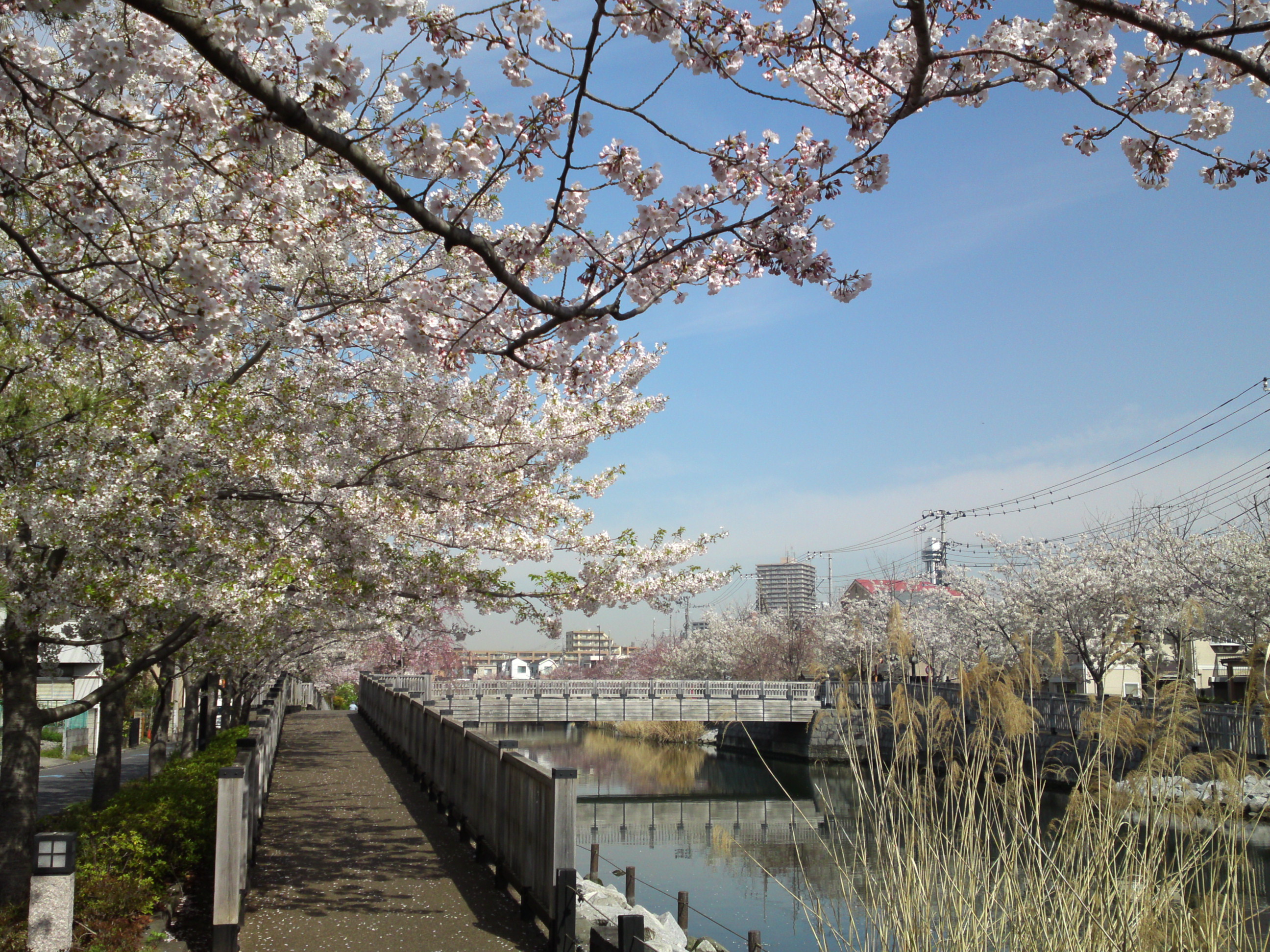 2019年春新川千本桜の風景４