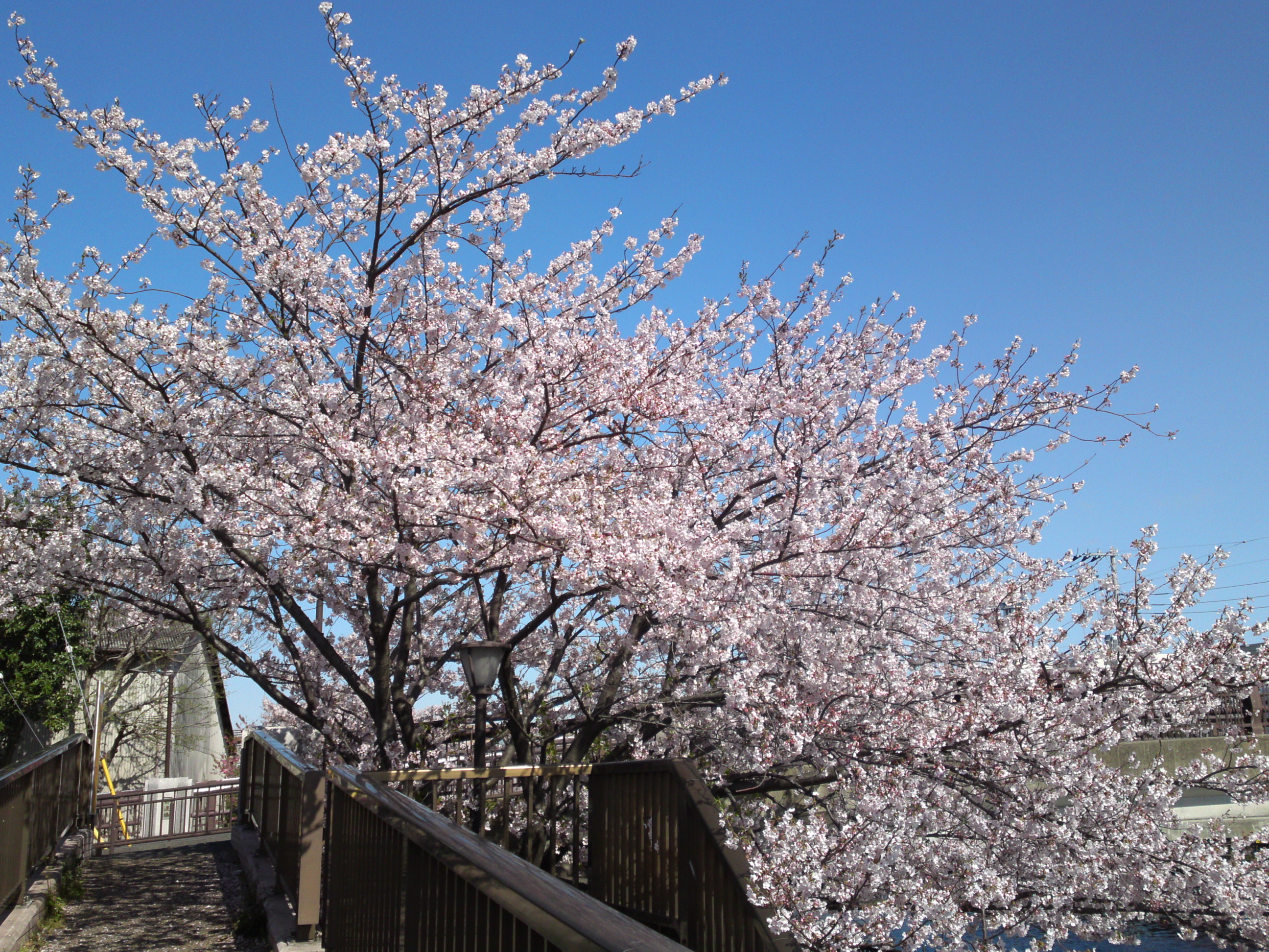 2019年春新川千本桜の風景８