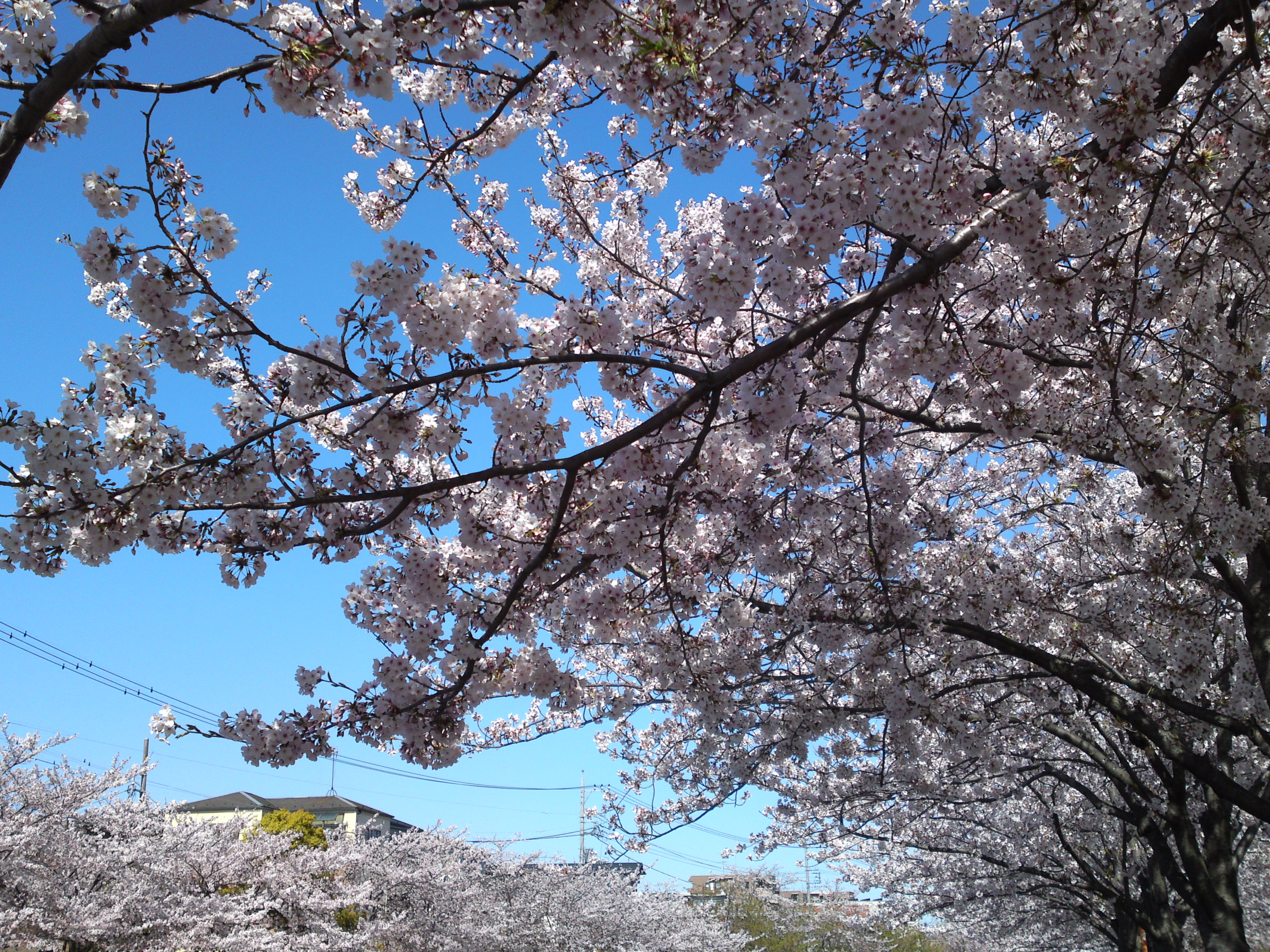 2019年春新川千本桜の風景１０