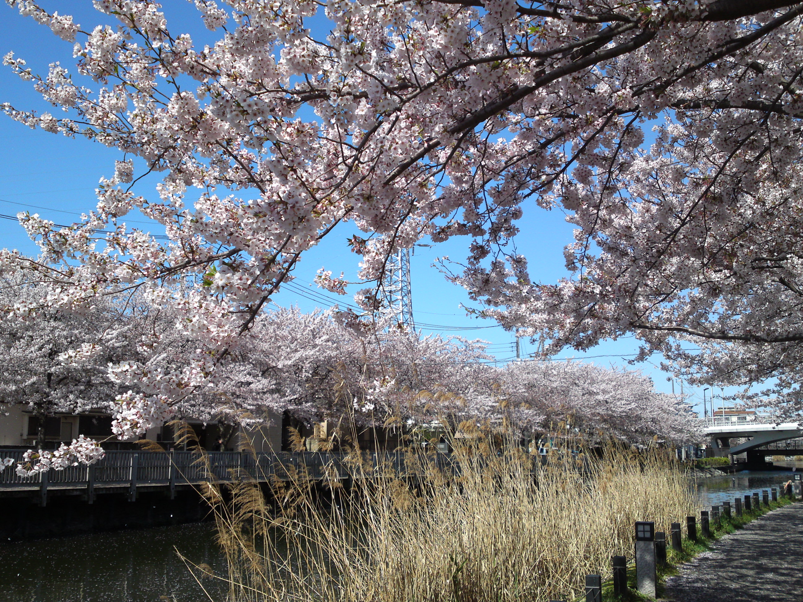 2019年春新川千本桜の風景１２