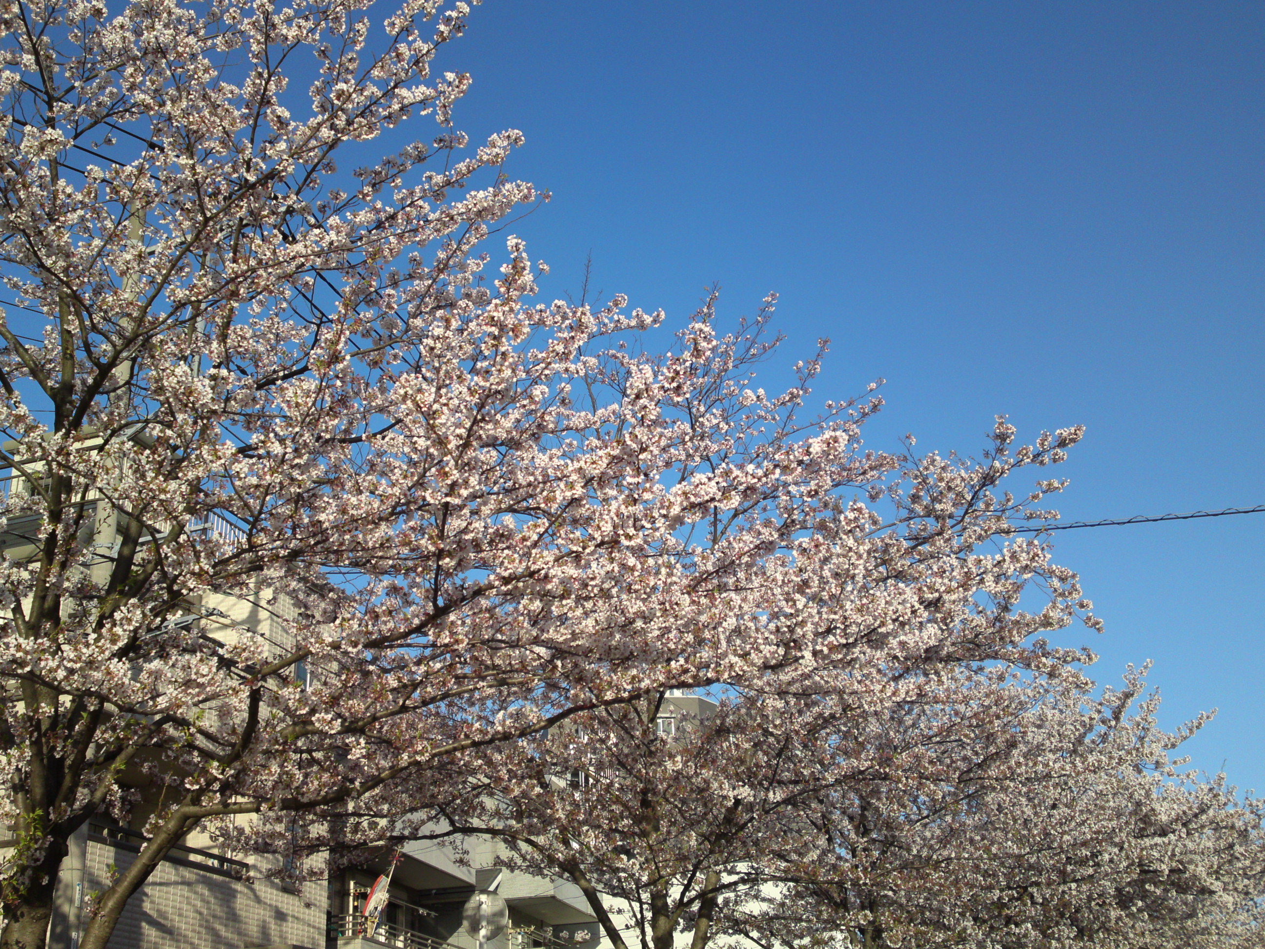 2019年春新川千本桜の風景１３