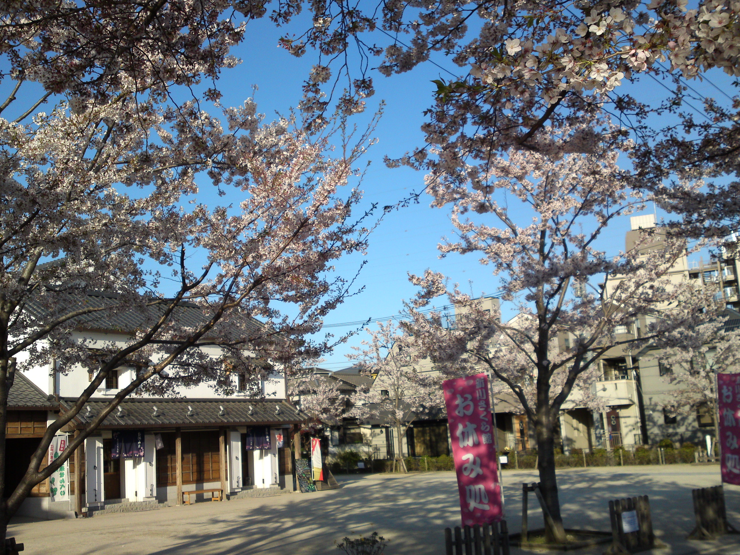 2019年春新川千本桜の風景１４