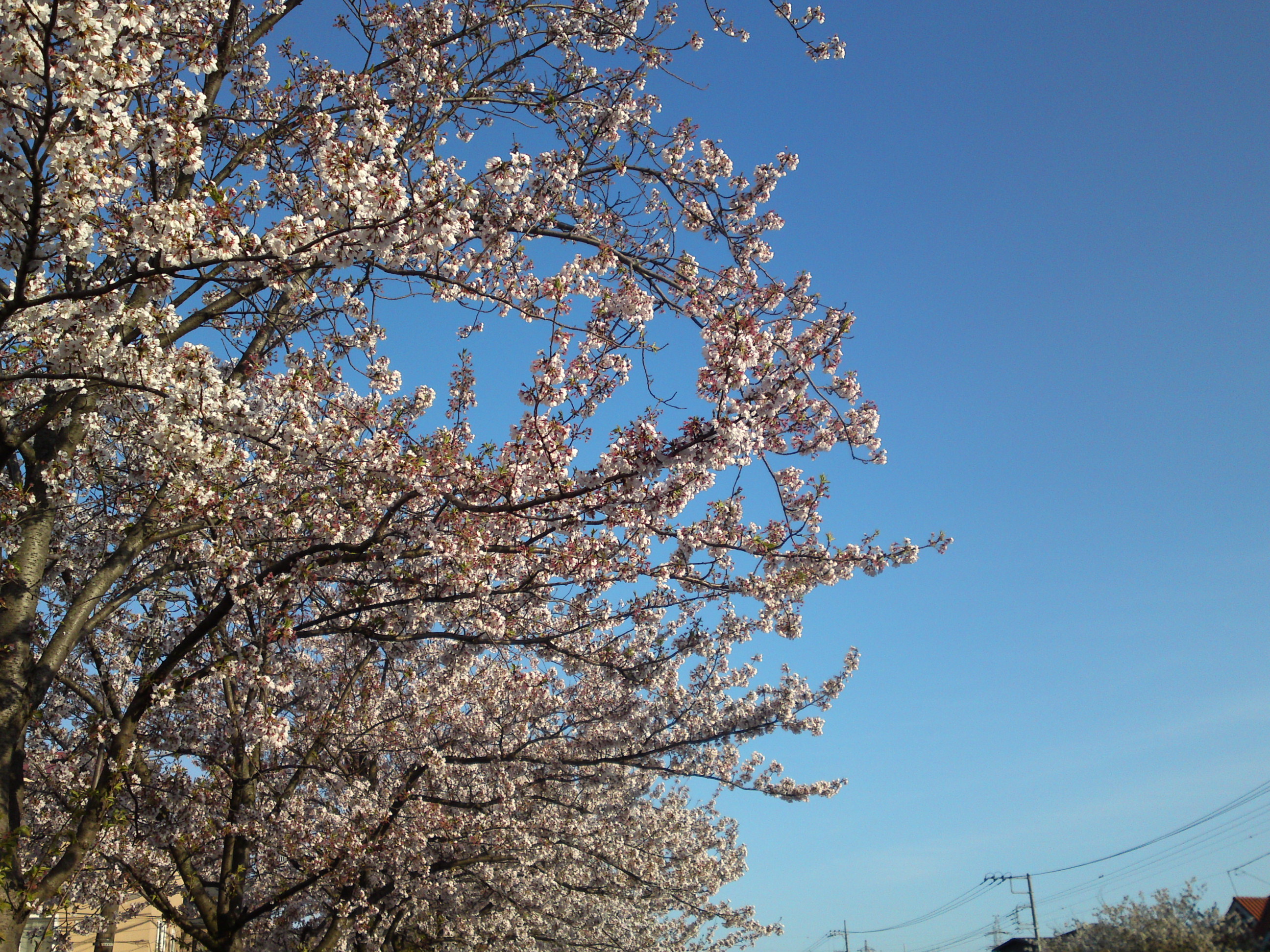 2019年春新川千本桜の風景１５