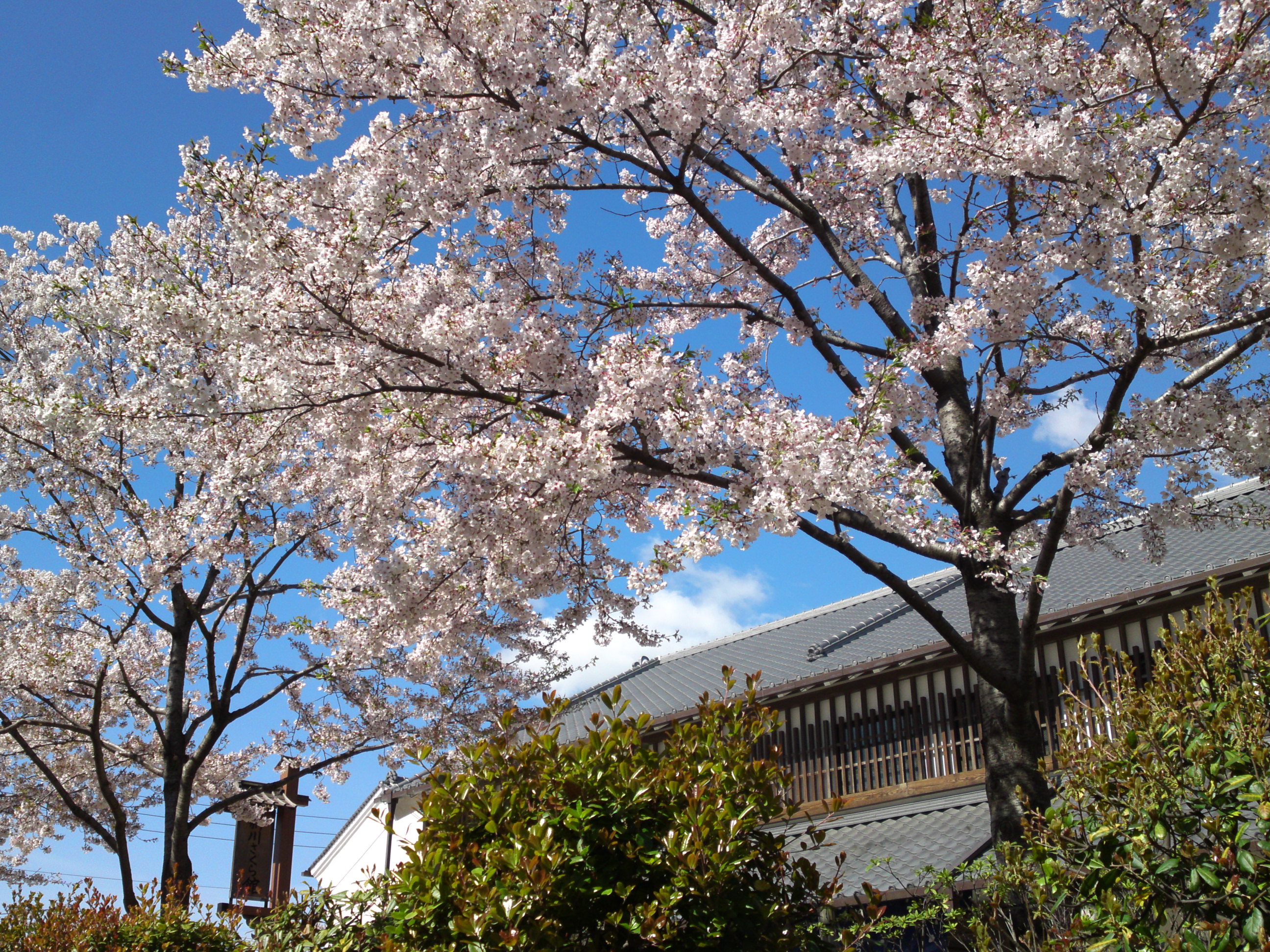 2019年春新川千本桜の風景１６
