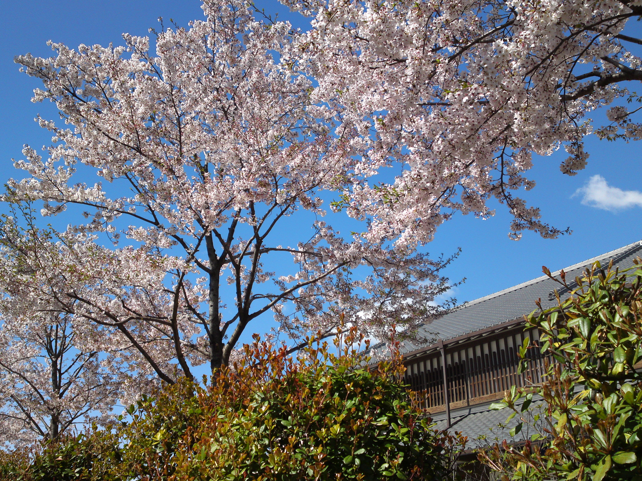 2019年春新川千本桜の風景１７