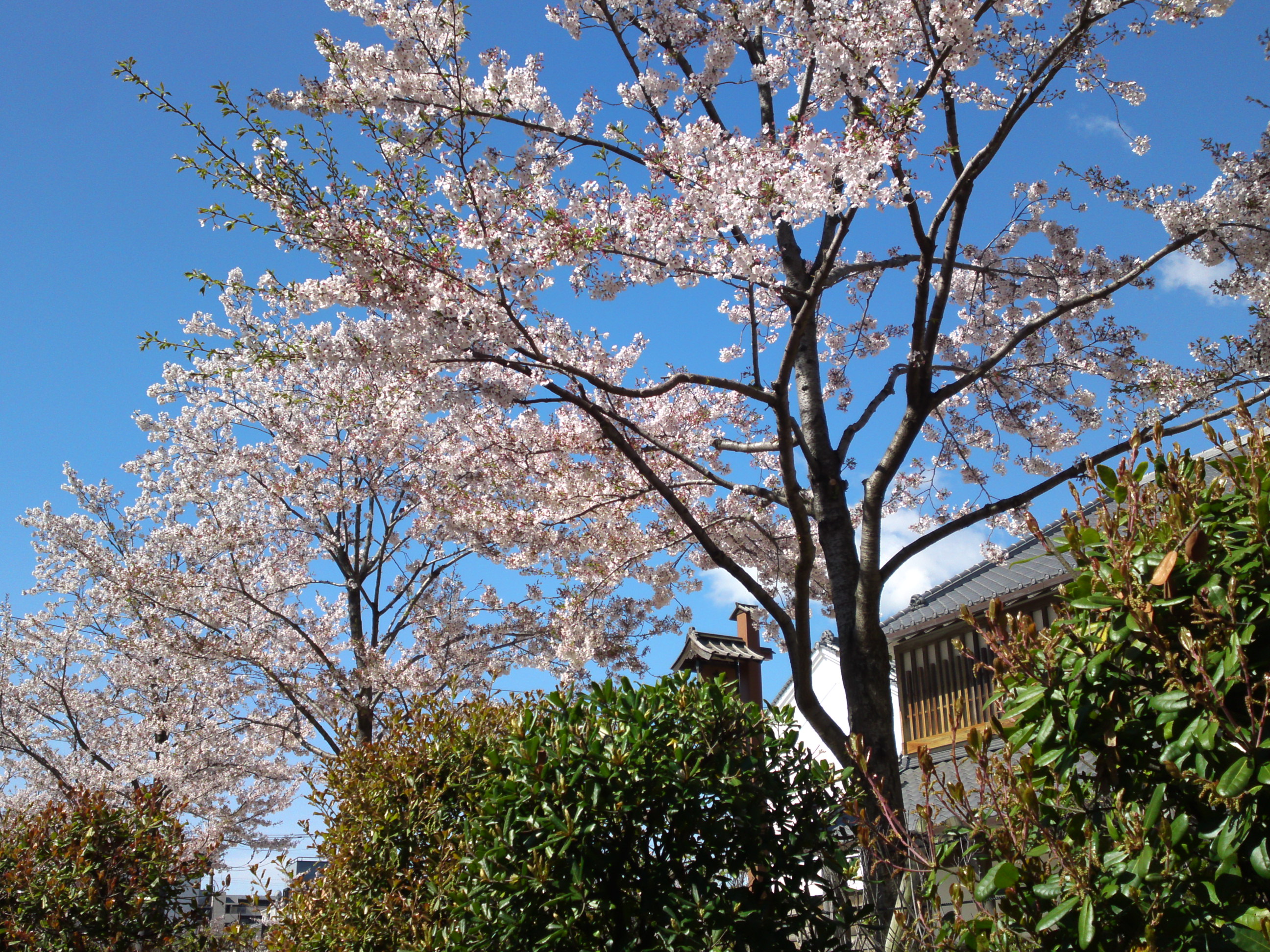 2019年春新川千本桜の風景１９