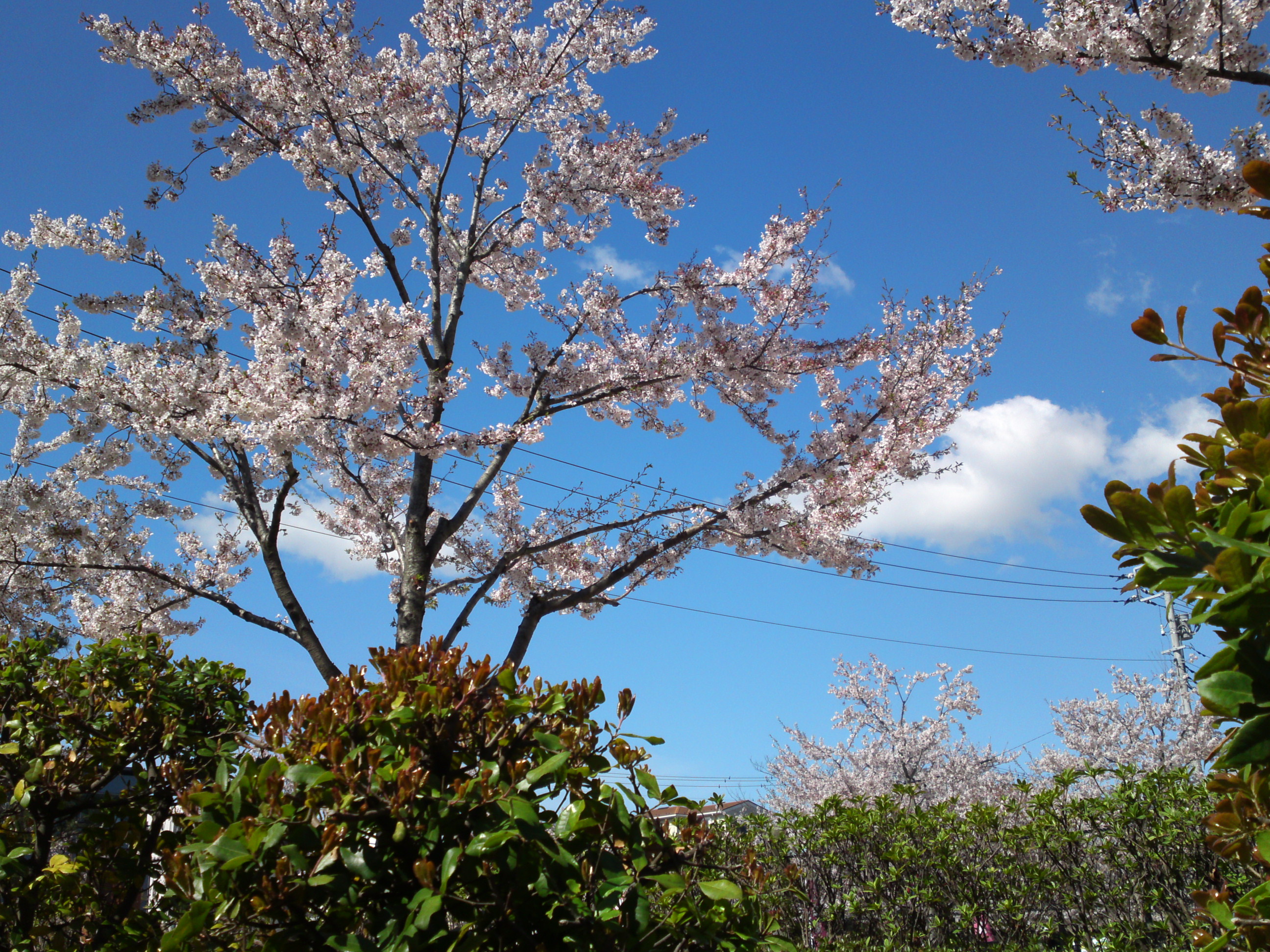 2019年春新川千本桜の風景２０