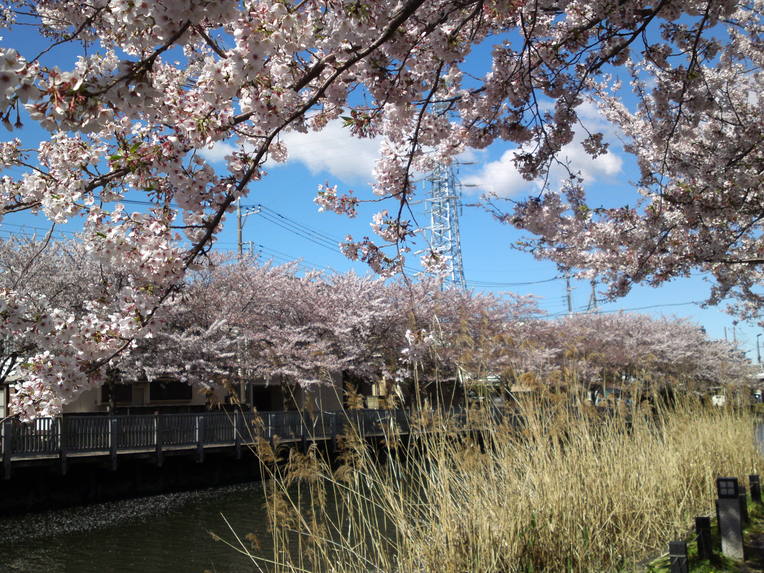 2019年春新川千本桜の風景２３