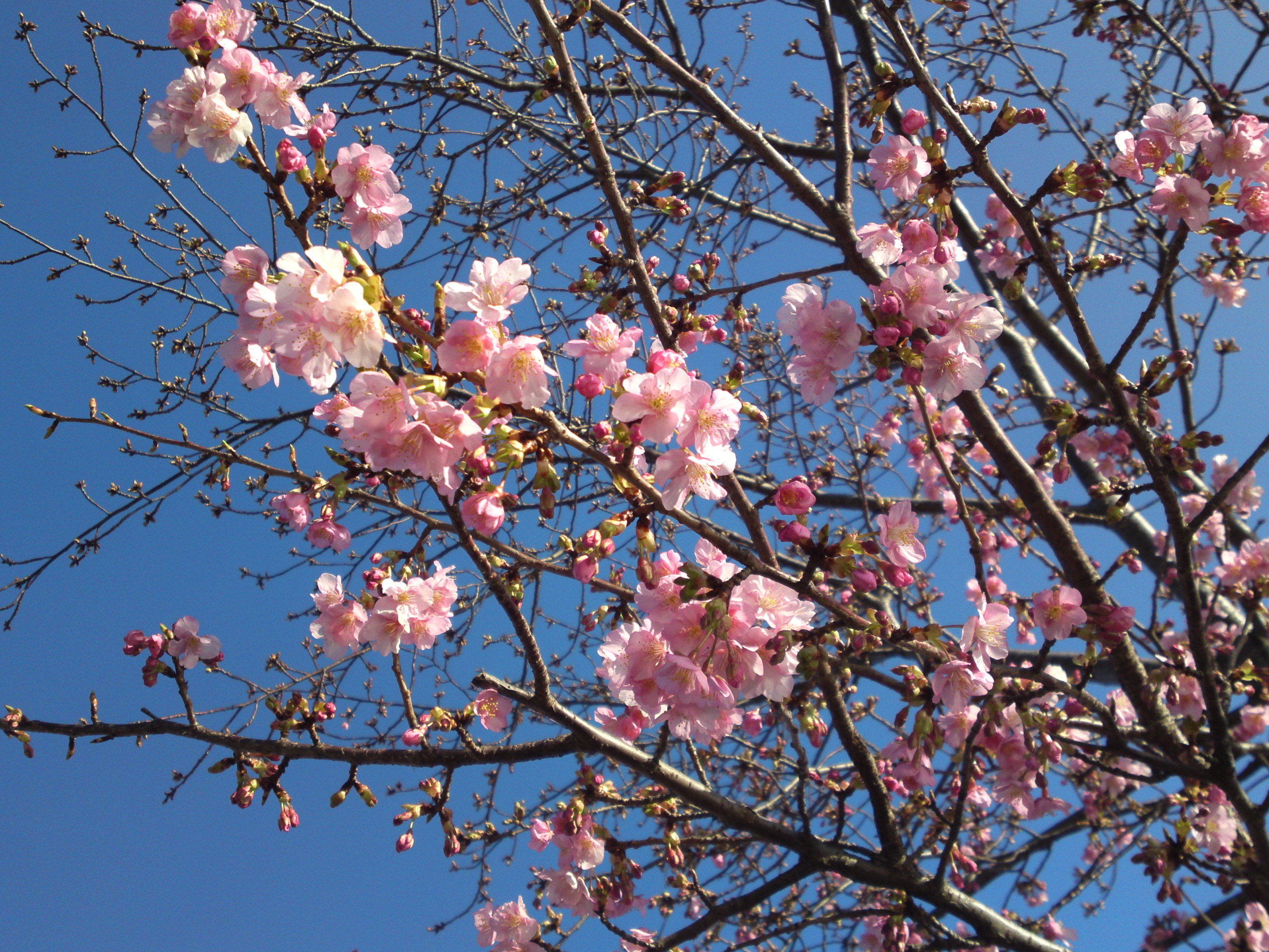 2020年春新川に咲く桜の花々１