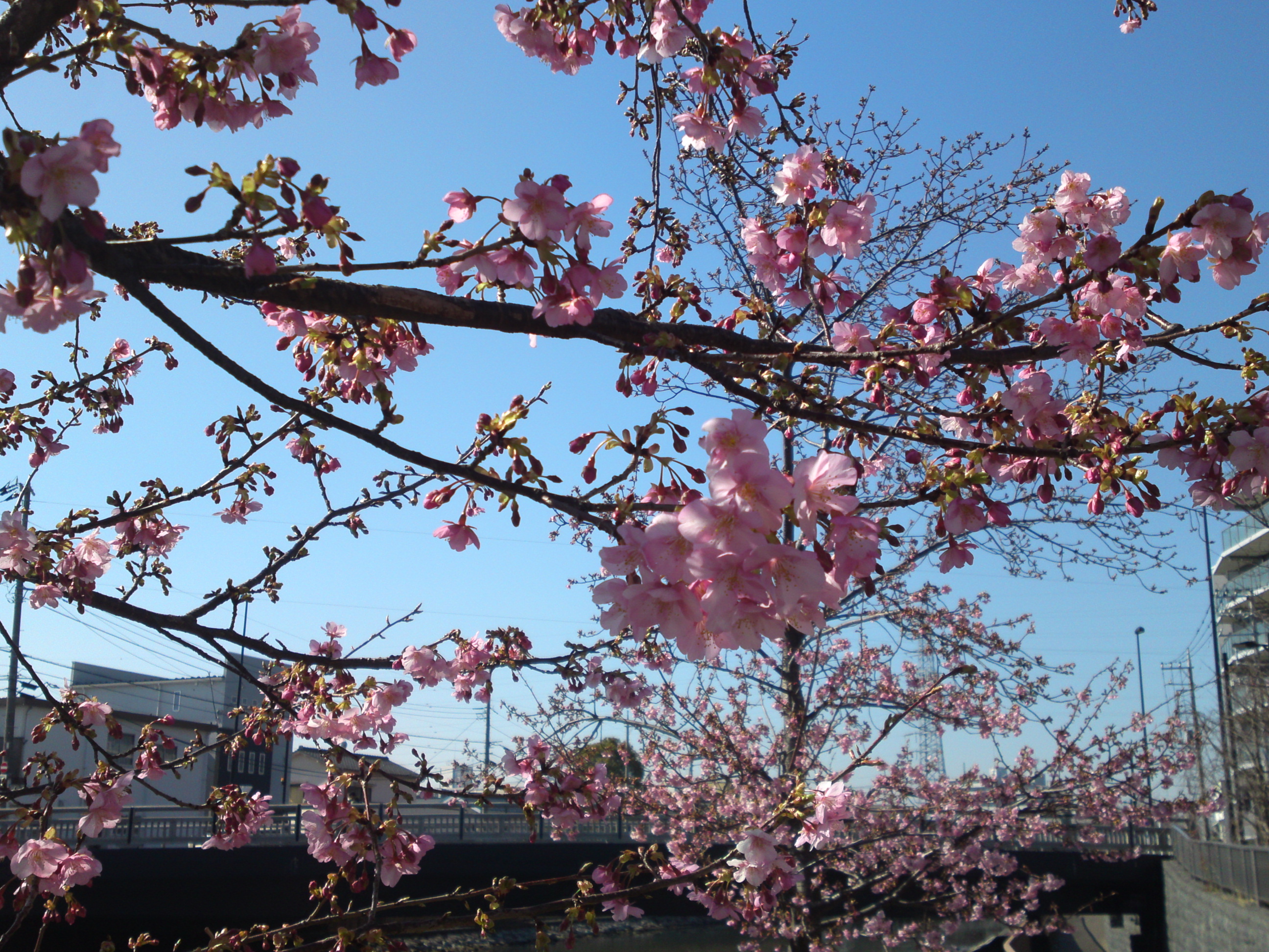 2020年春新川に咲く桜の花々２