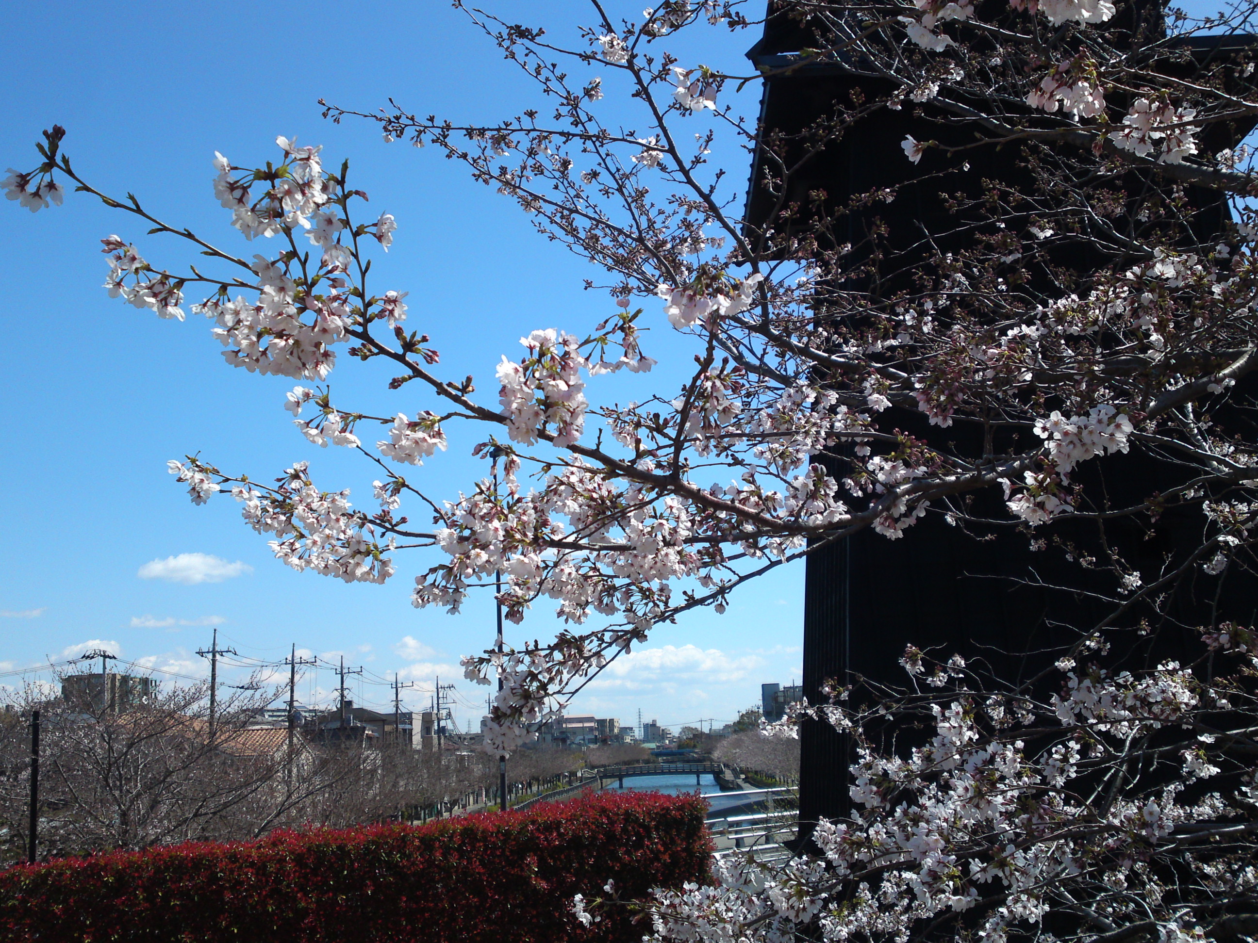 2020年春新川に咲く桜の花々３