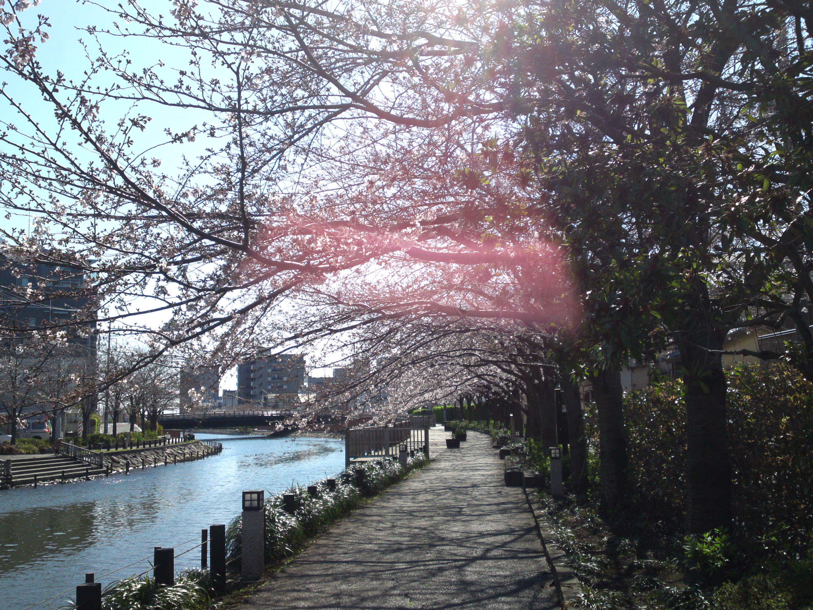 2020年春新川に咲く桜の花々５