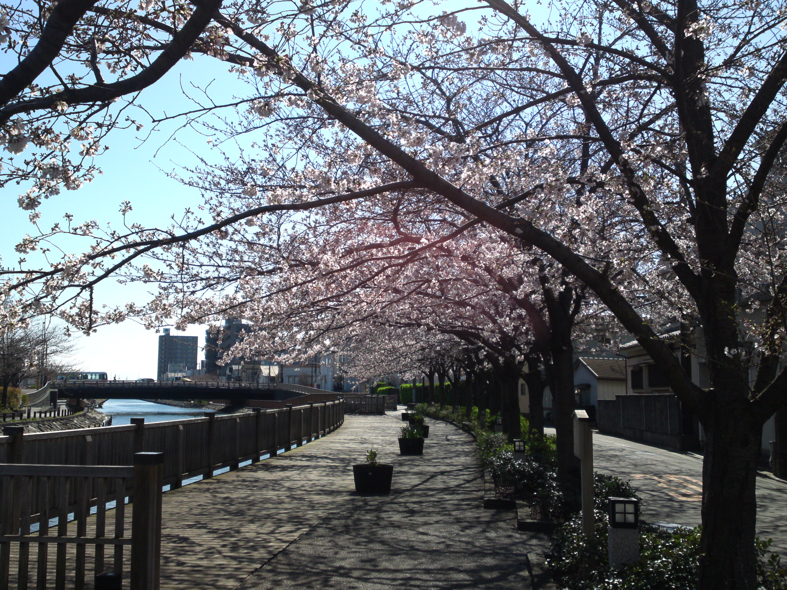 2020年春新川に咲く桜の花々６