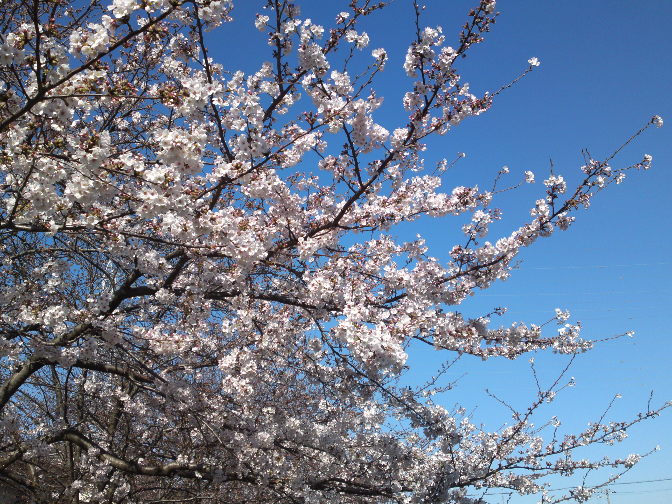 2020年春新川に咲く桜の花々７