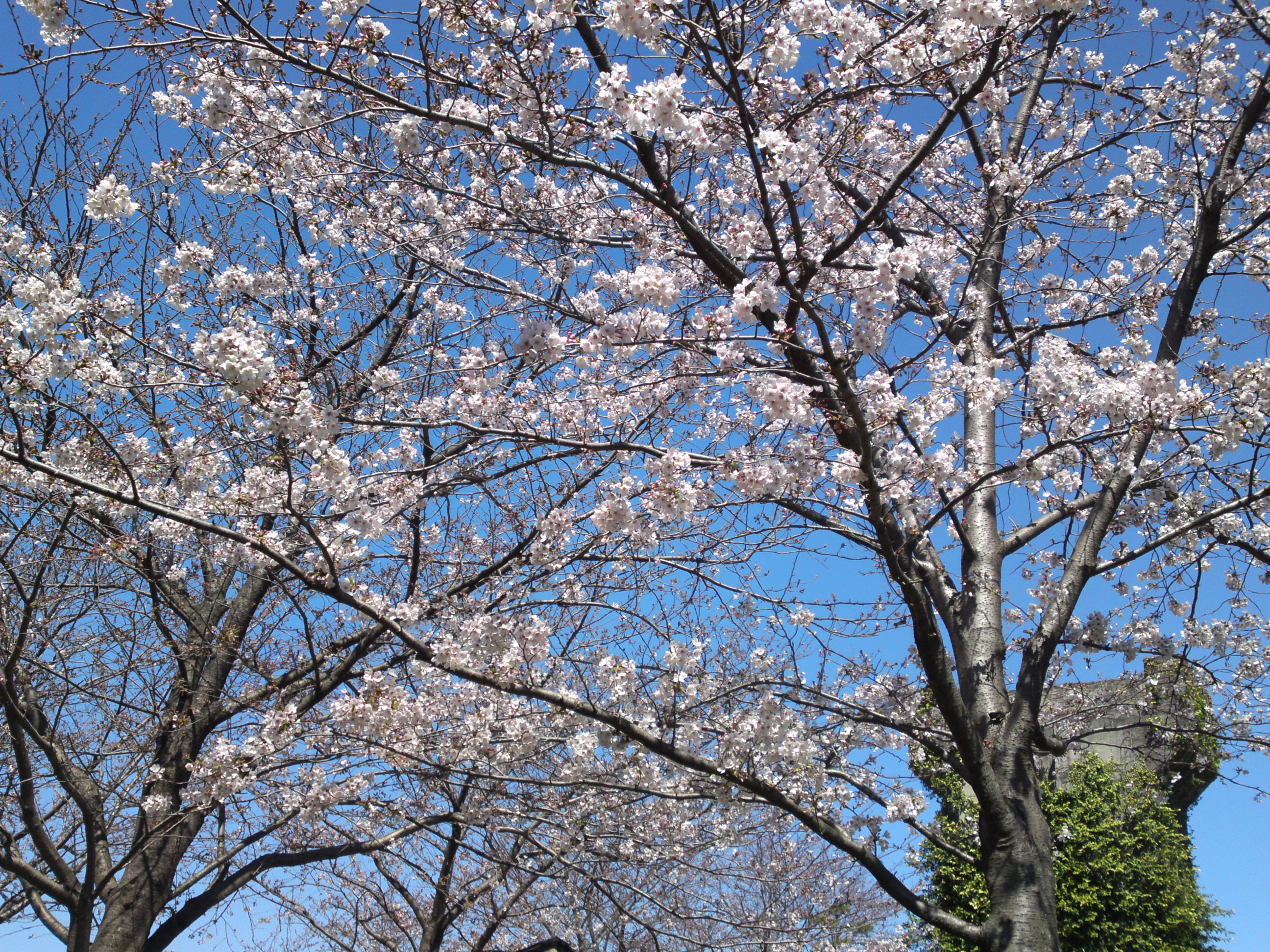 2020年春新川に咲く桜の花々９