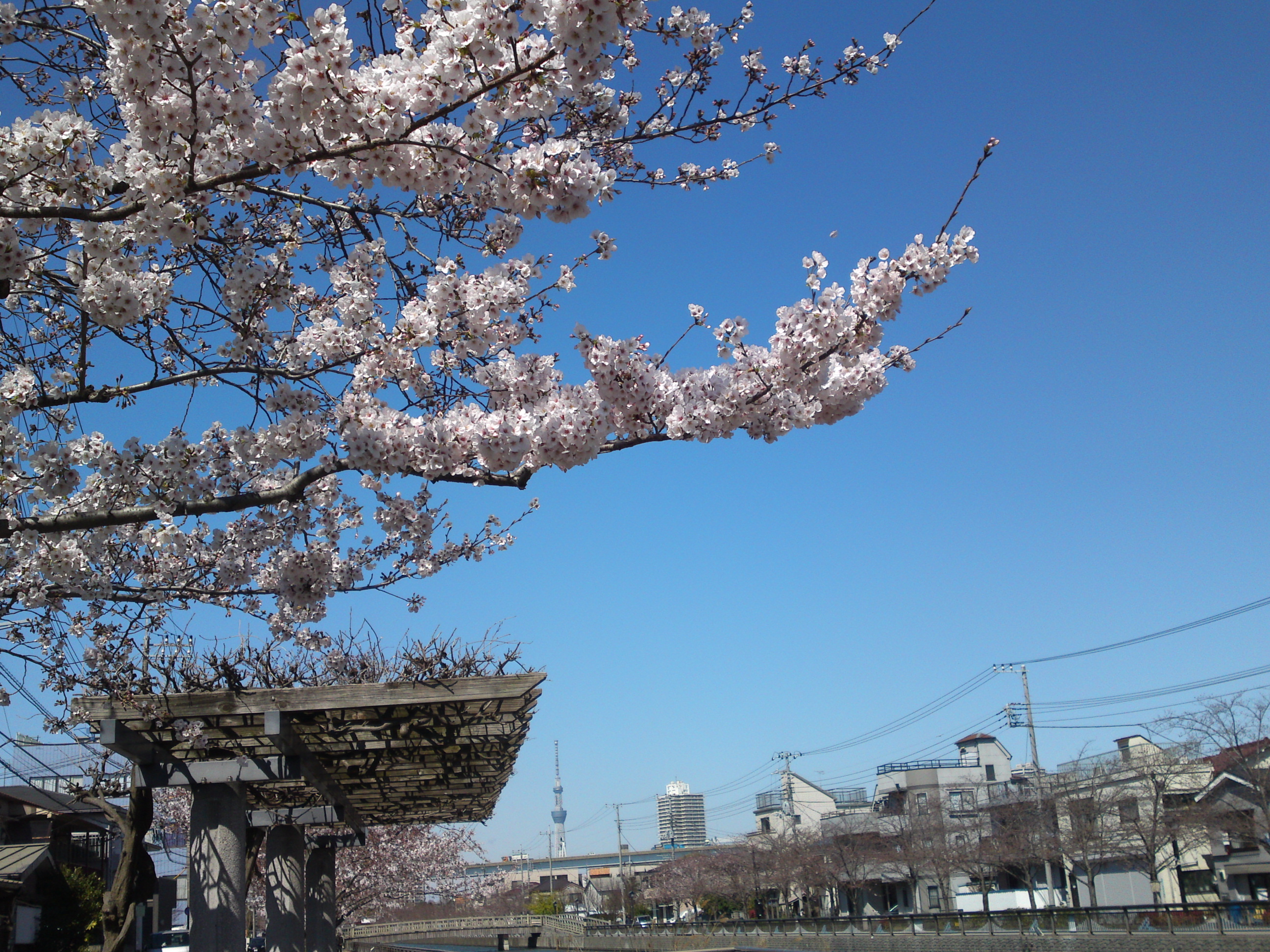 2020年春新川に咲く桜の花々１０