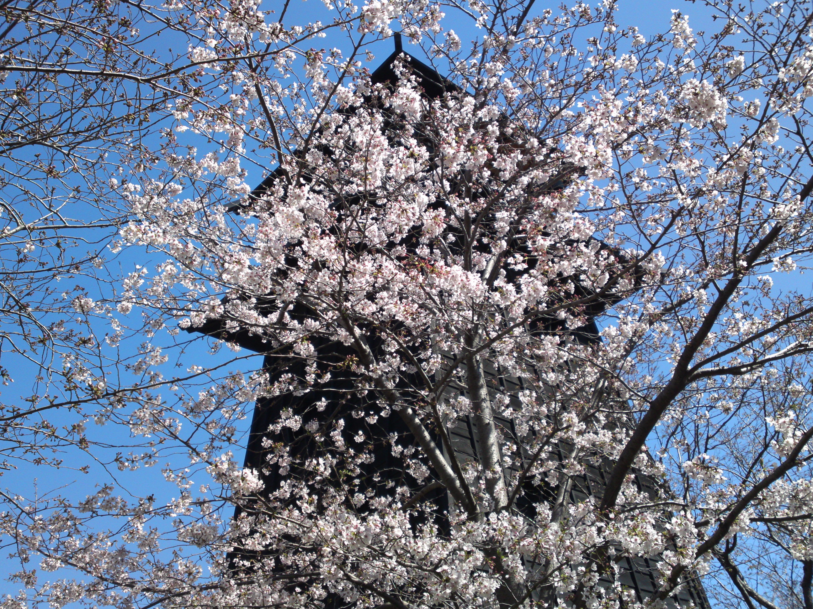 2020年春新川に咲く桜の花々１１