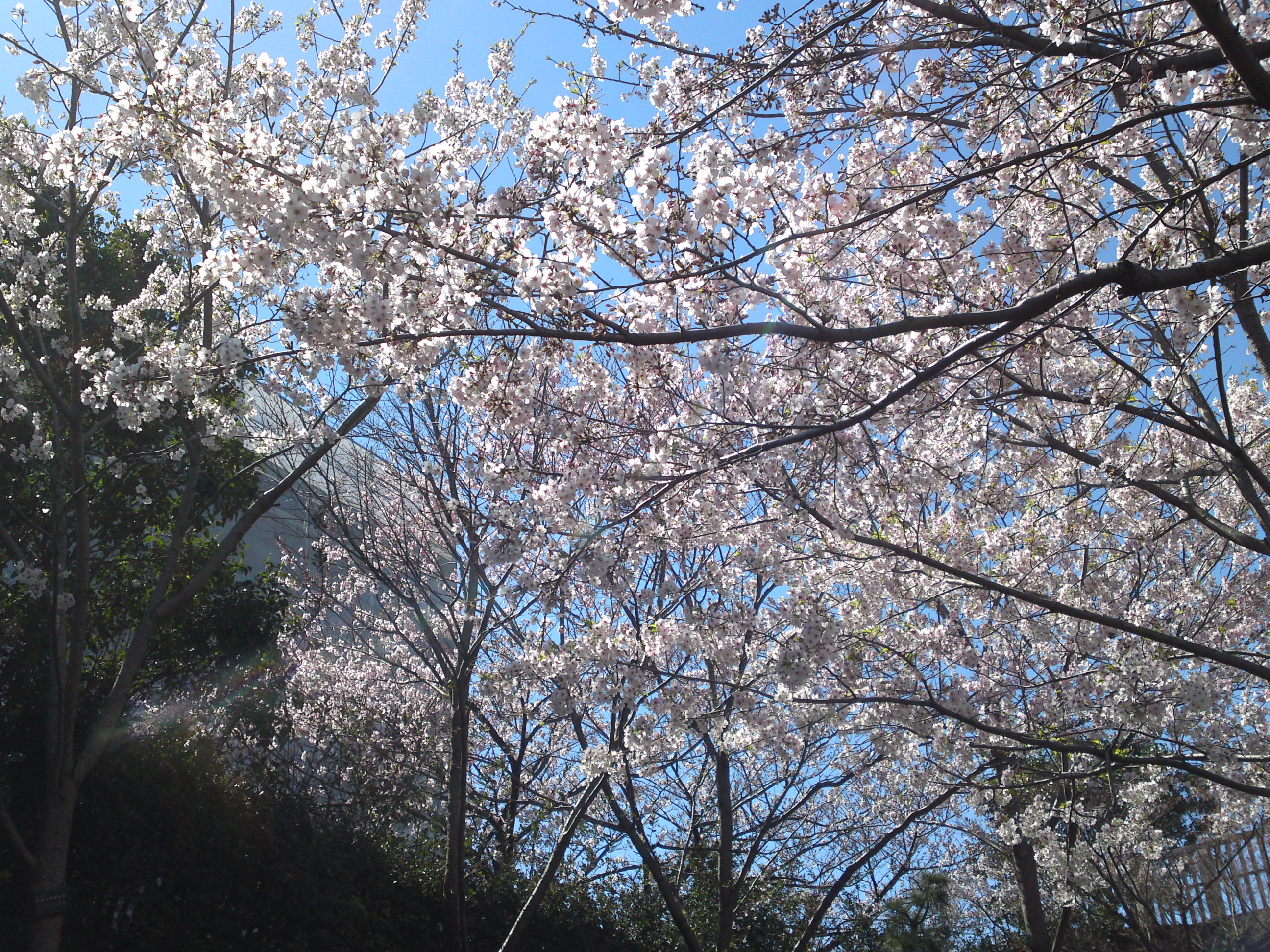 2020年春新川に咲く桜の花々１２