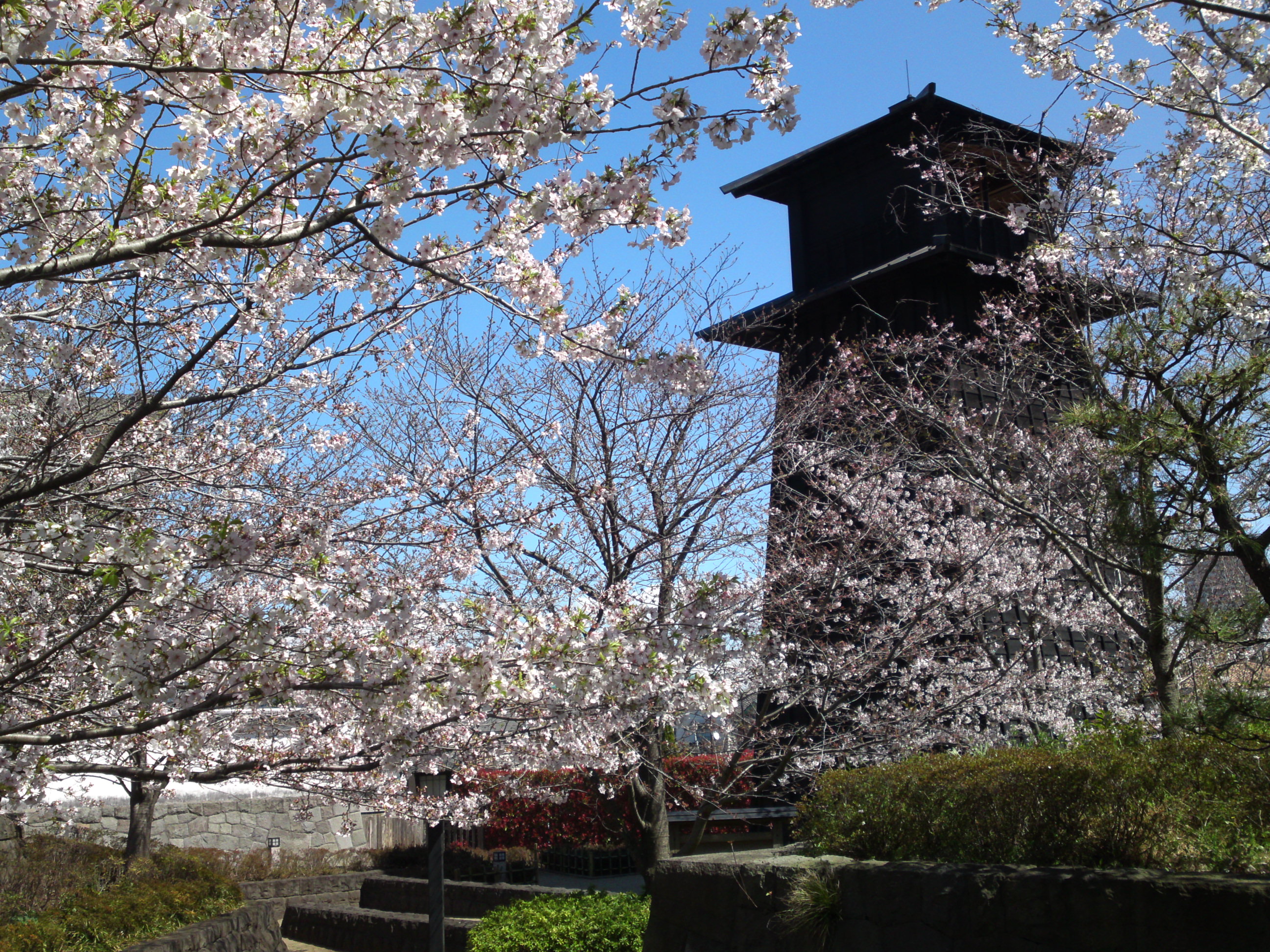 2020年春新川に咲く桜の花々１３