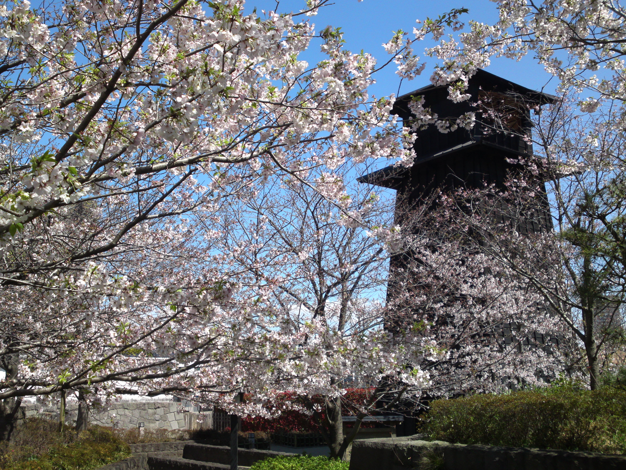 2020年春新川に咲く桜の花々１４