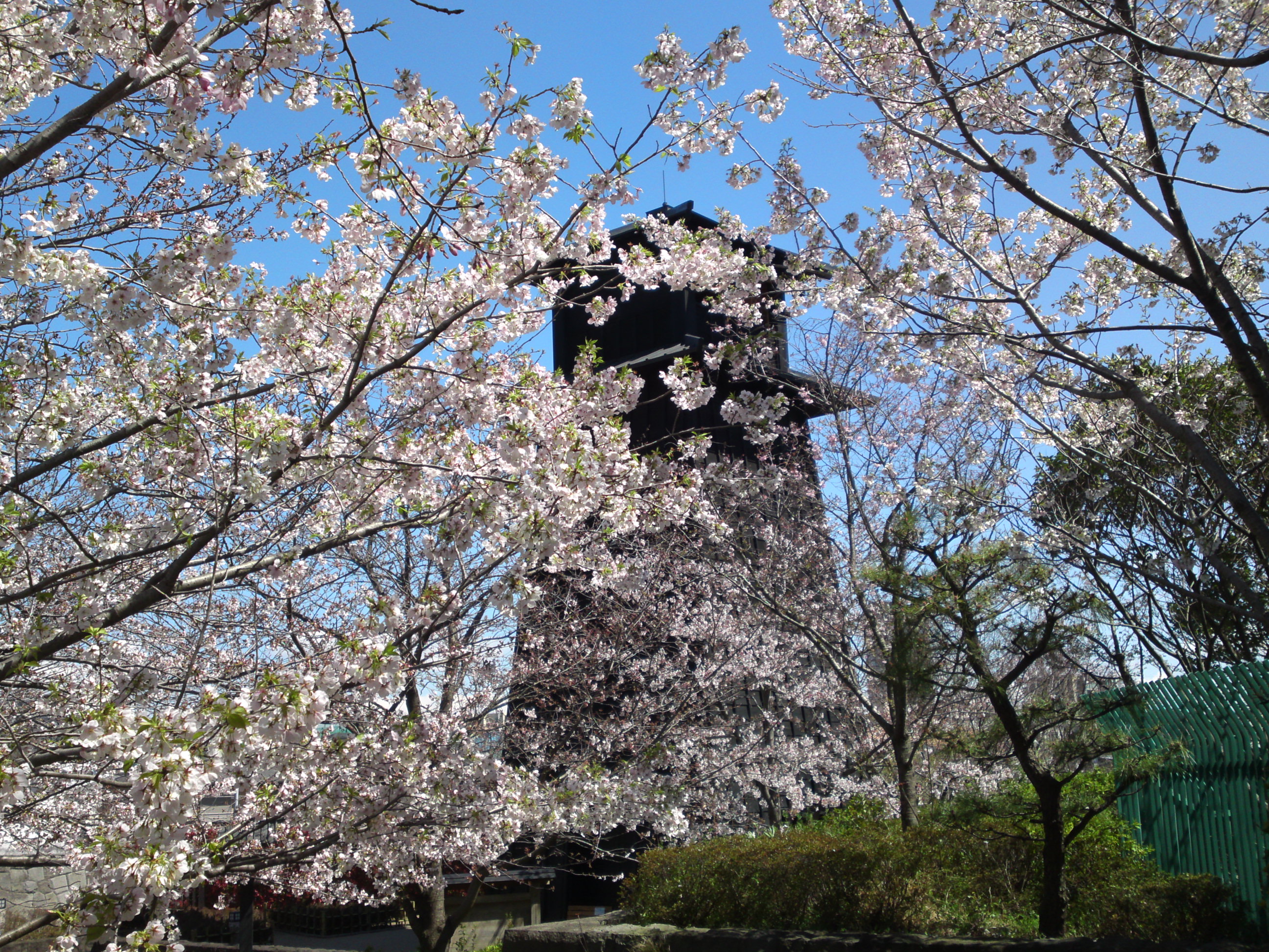 2020年春新川に咲く桜の花々１５