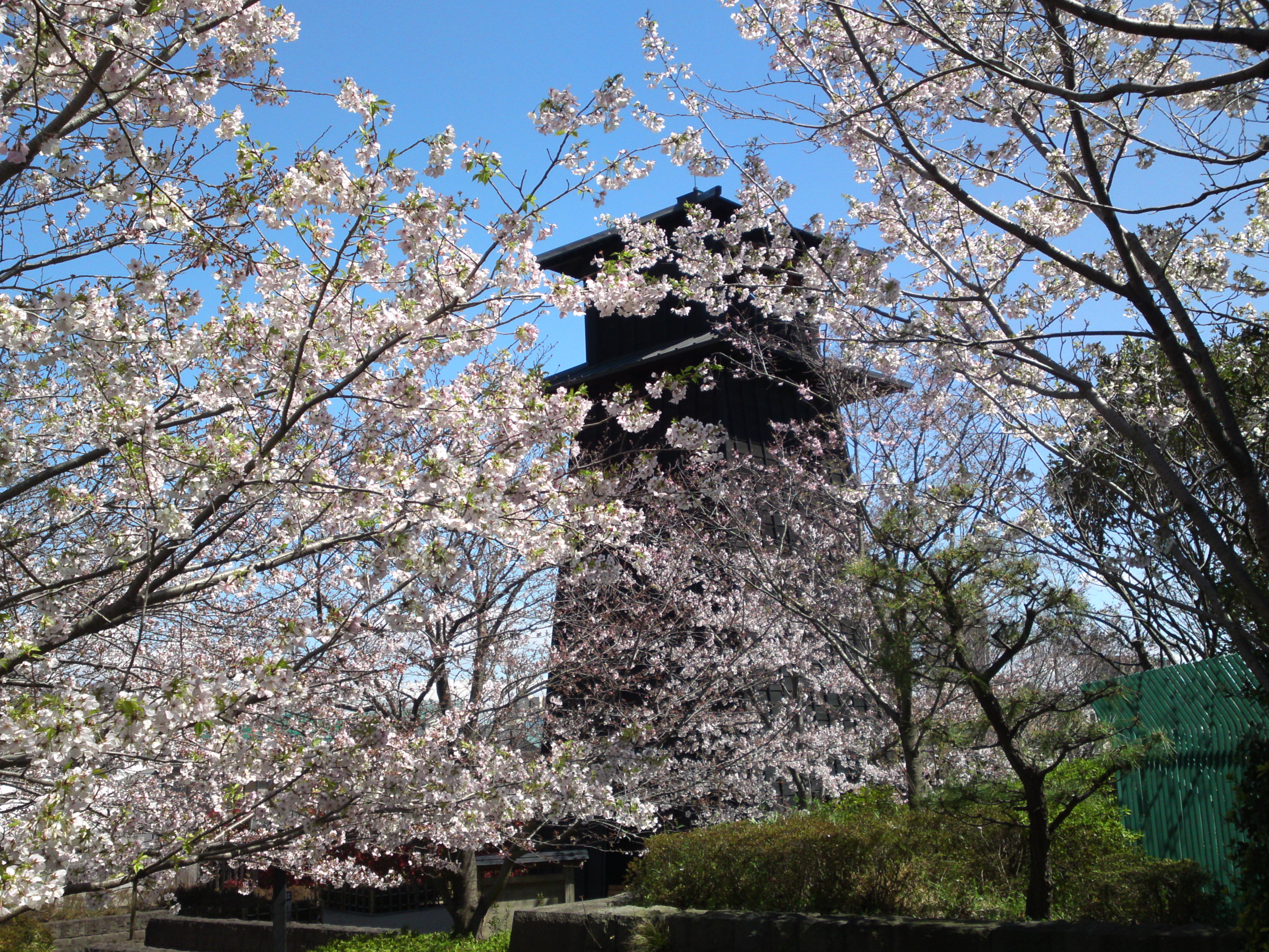 2020年春新川に咲く桜の花々１６