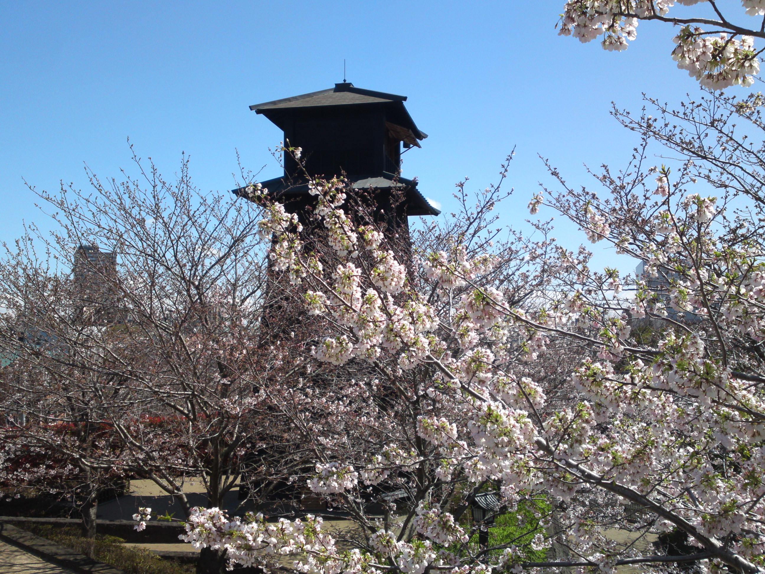 2020年春新川に咲く桜の花々１７