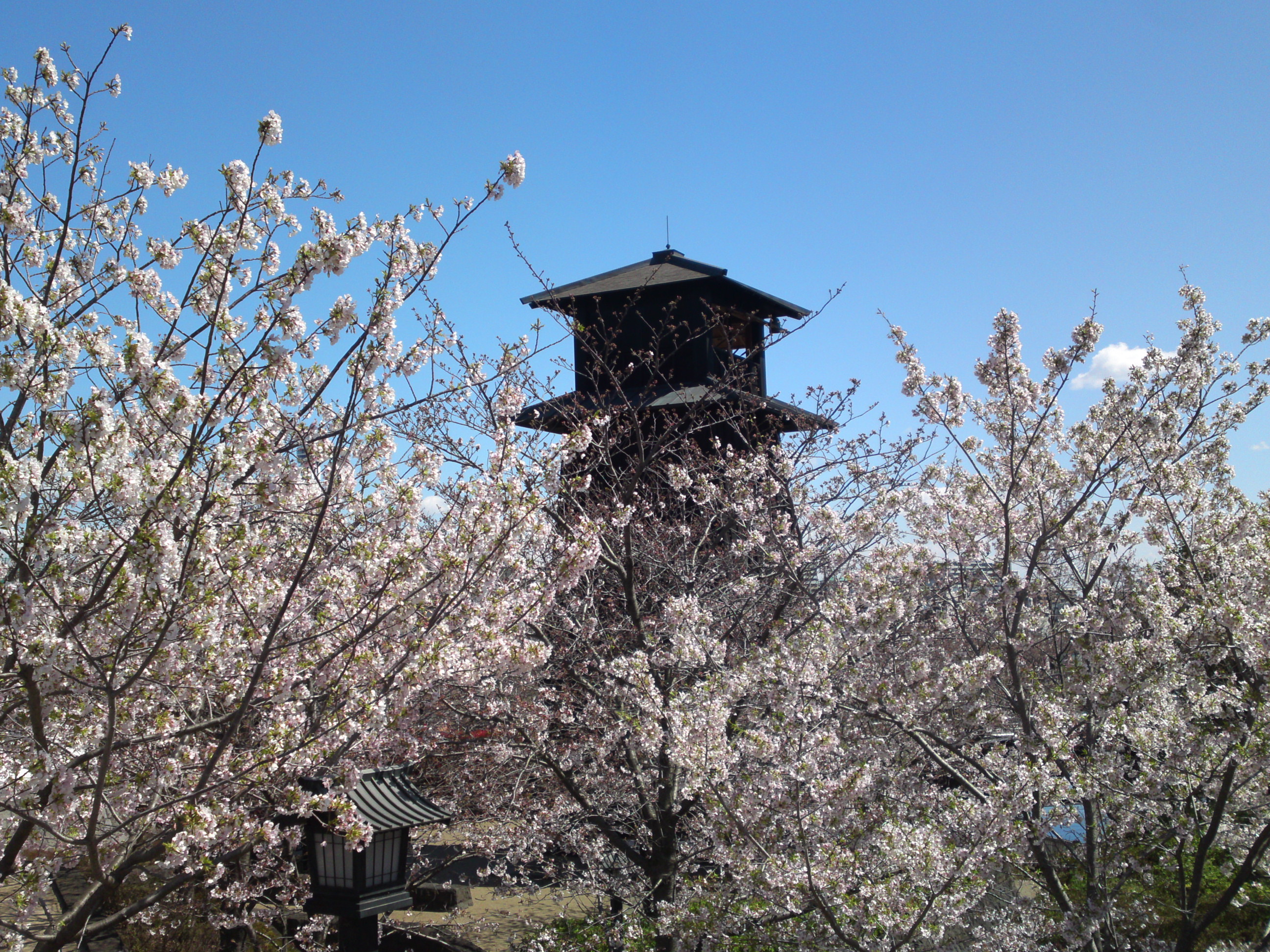 2020年春新川に咲く桜の花々１８