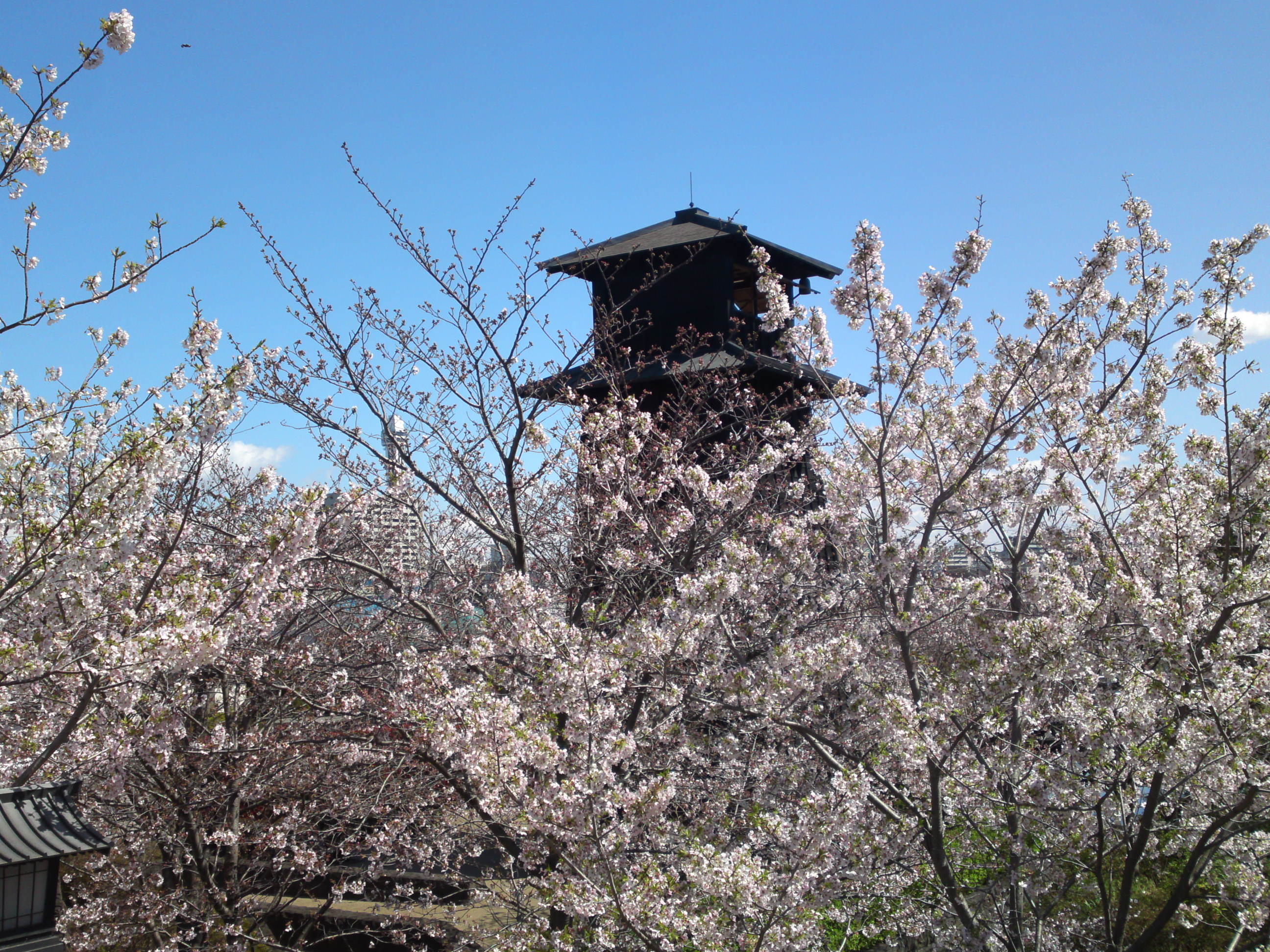 2020年春新川に咲く桜の花々１９