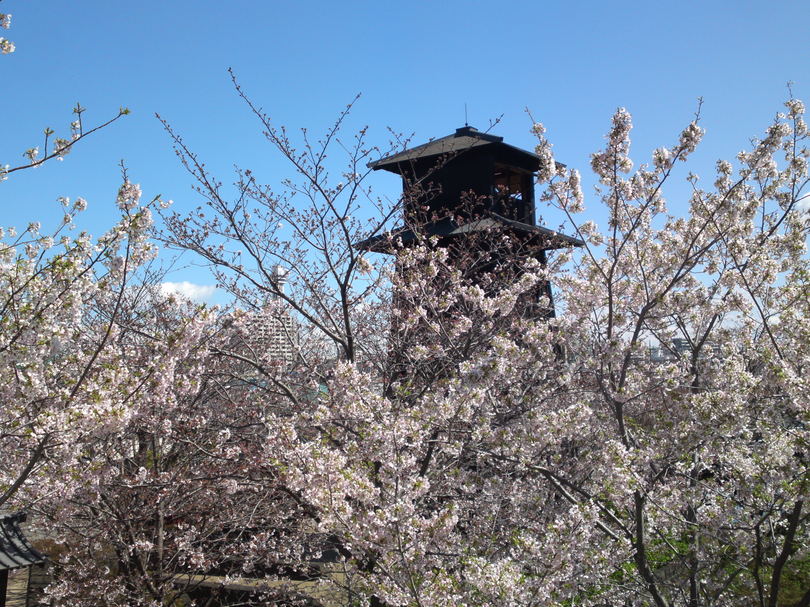2020年春新川に咲く桜の花々２０