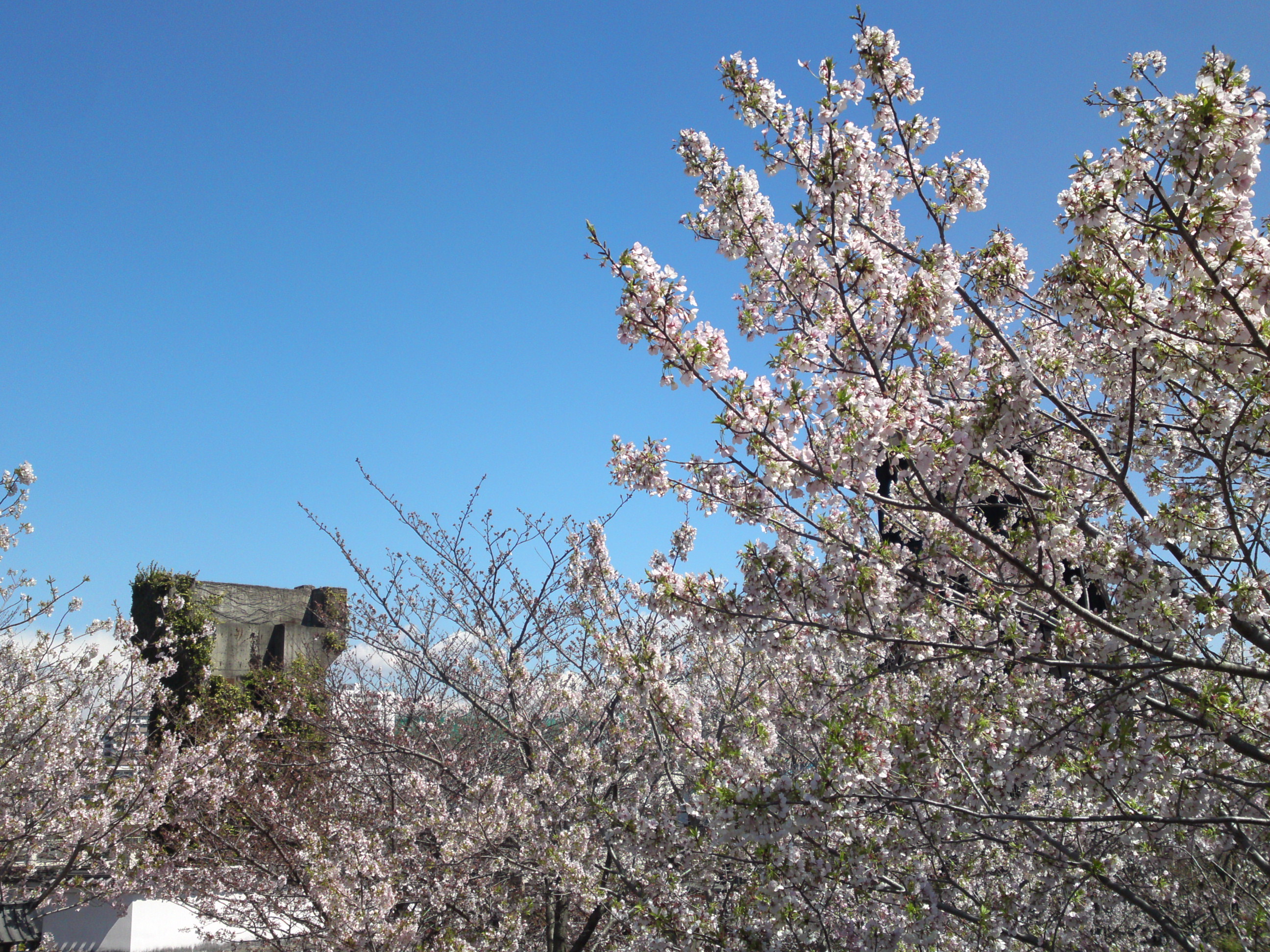 2020年春新川に咲く桜の花々２１