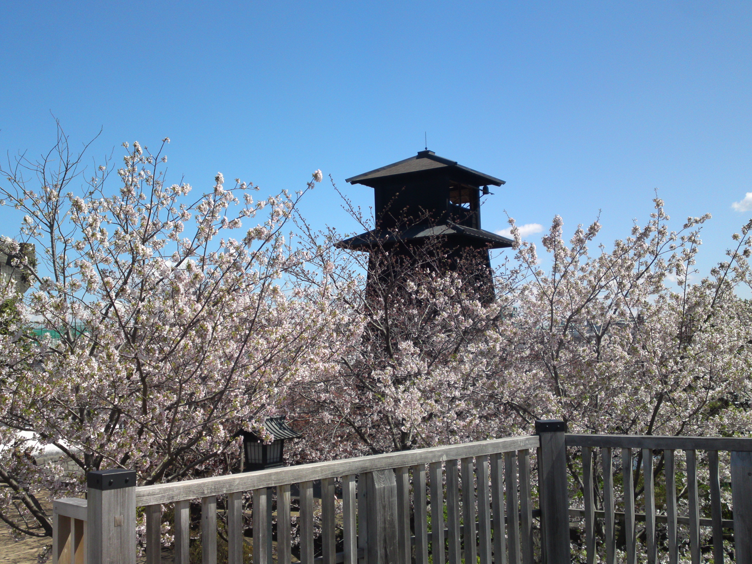 2020年春新川に咲く桜の花々２３