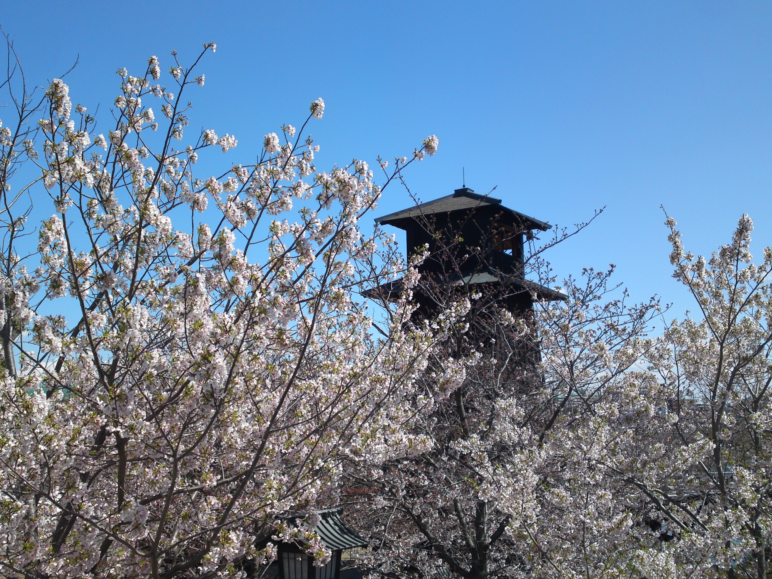 2020年春新川に咲く桜の花々２４
