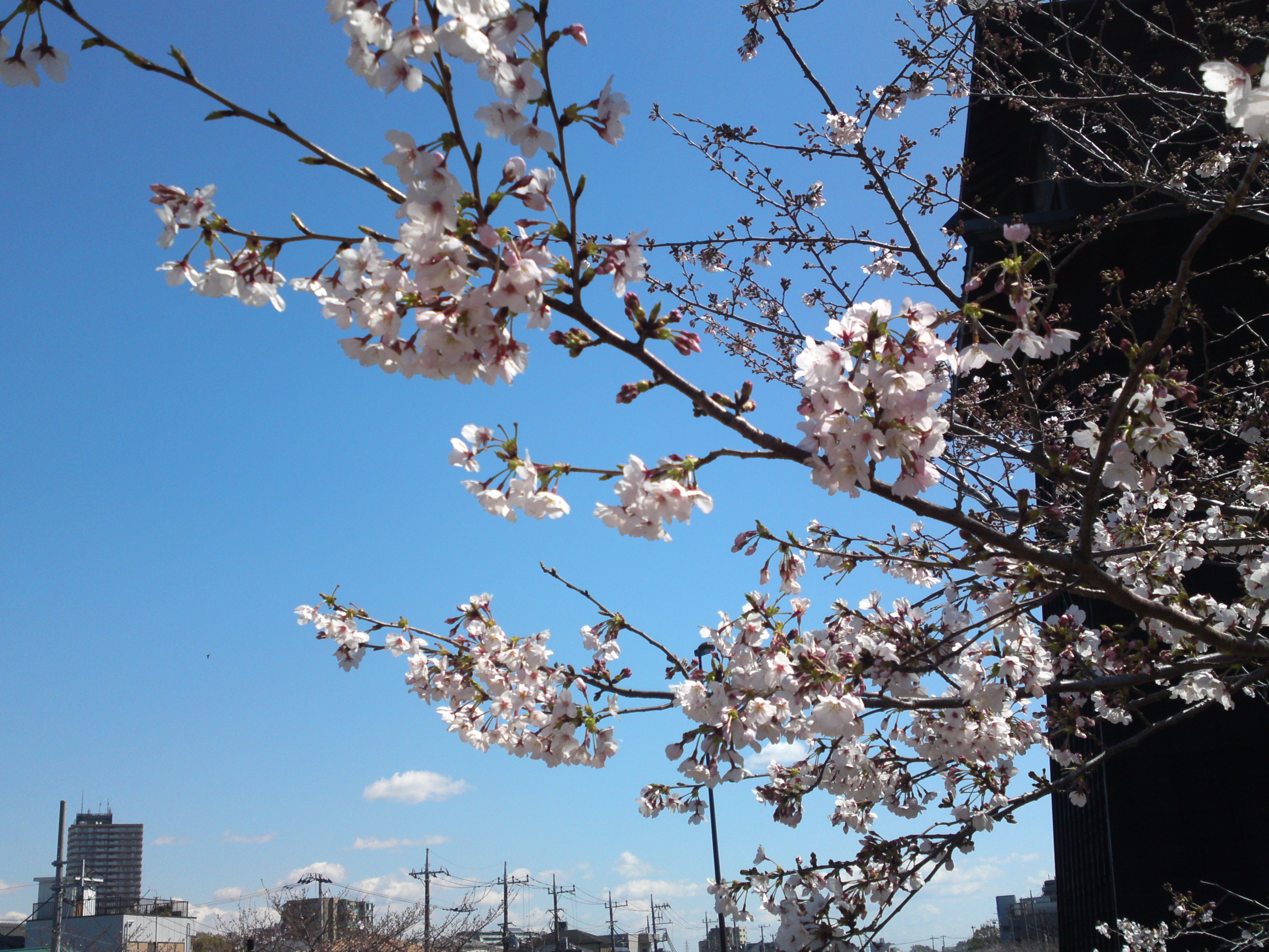 2020年春新川に咲く桜の花々２５