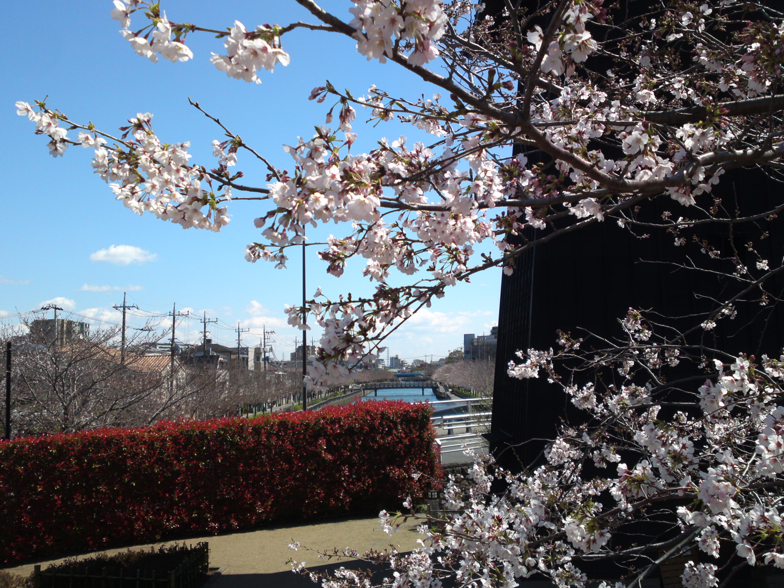 2020年春新川に咲く桜の花々２６