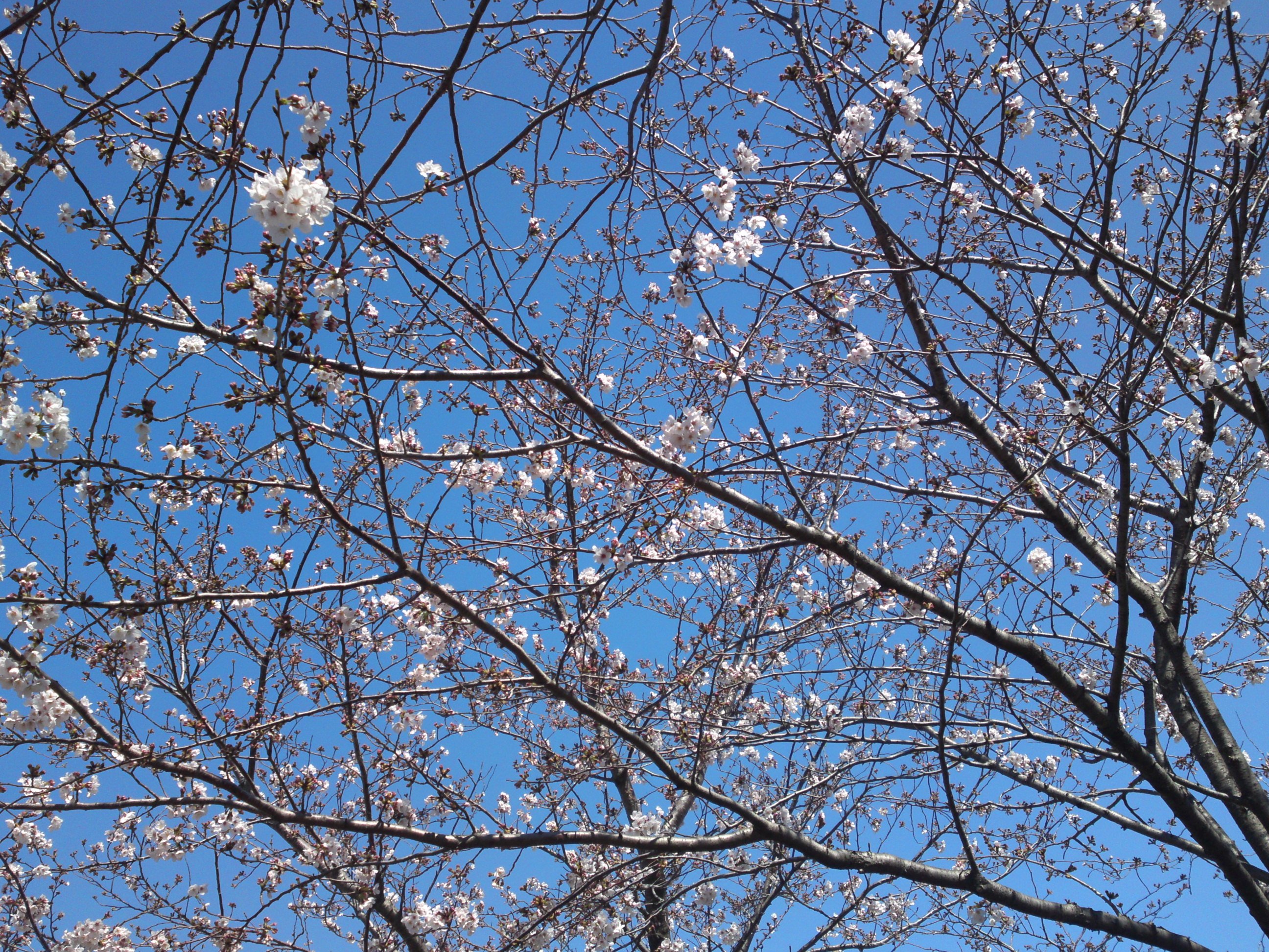 2020年春新川に咲く桜の花々２７
