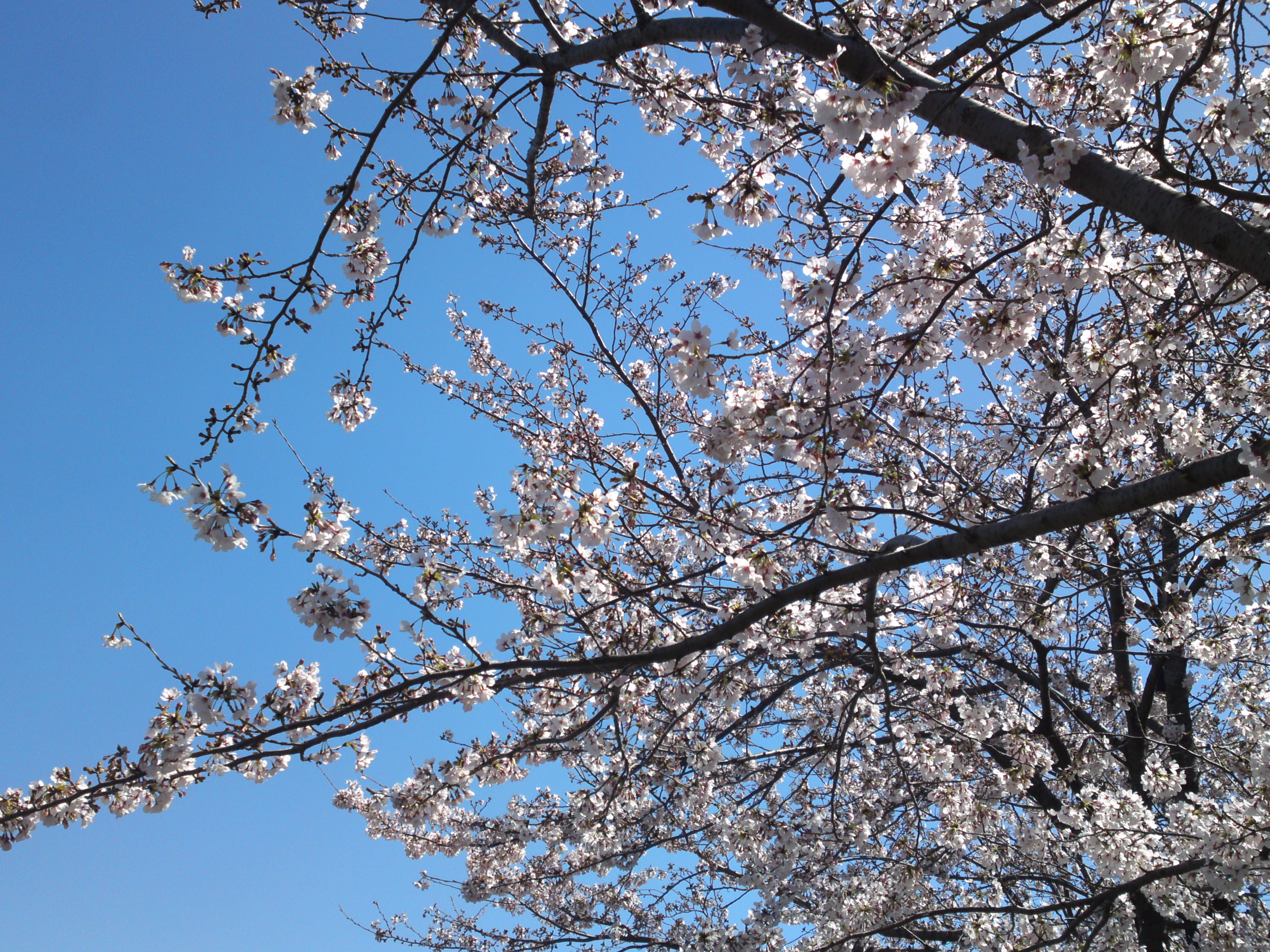 2020年春新川に咲く桜の花々２８