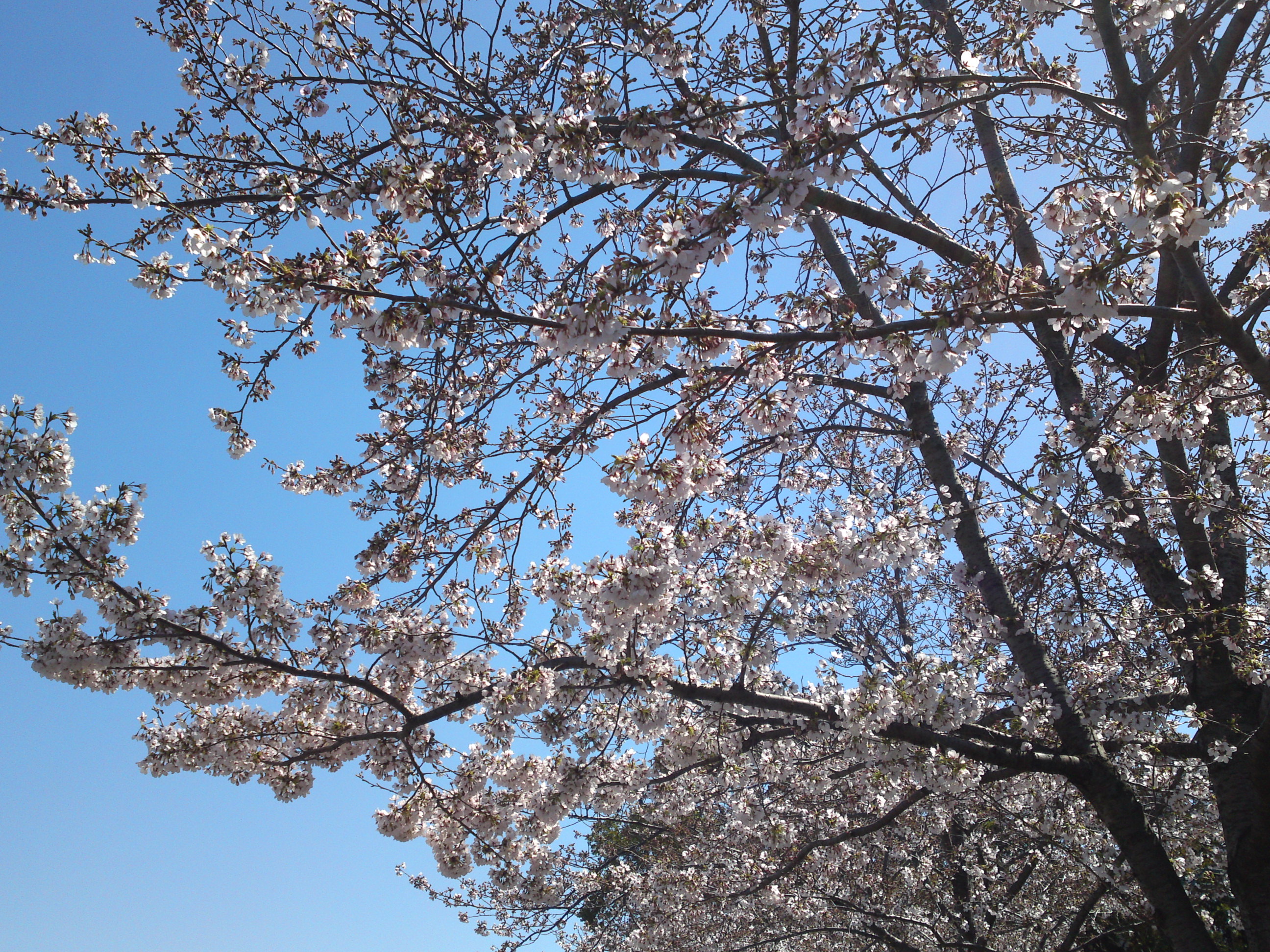 2020年春新川に咲く桜の花々２９